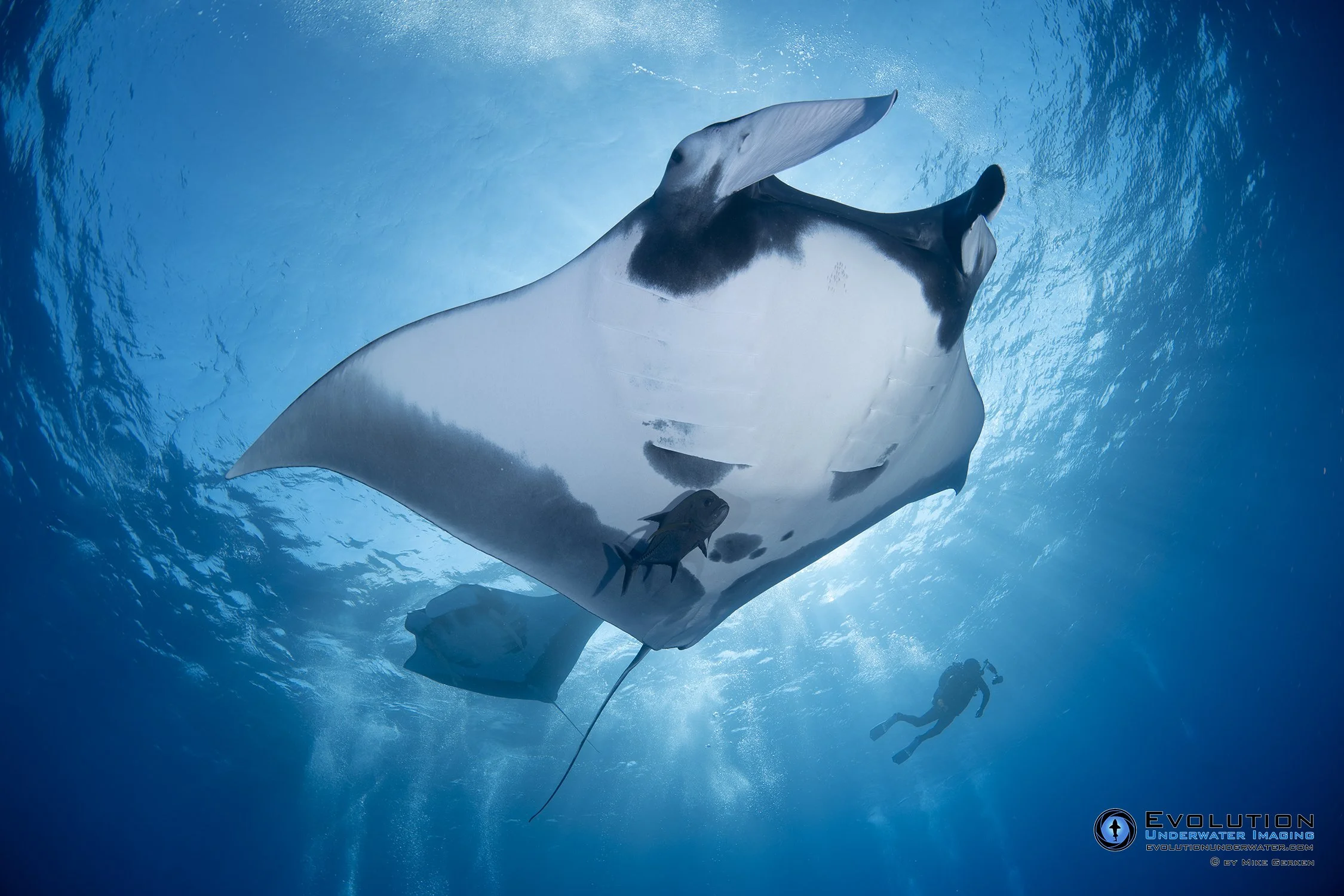 An underwater photograph captures a large manta ray swimming near a scuba diver. The manta ray's wide body and cephalic fins are visible as it glides through the blue ocean water. The diver appears small in comparison, equipped with scuba gear.