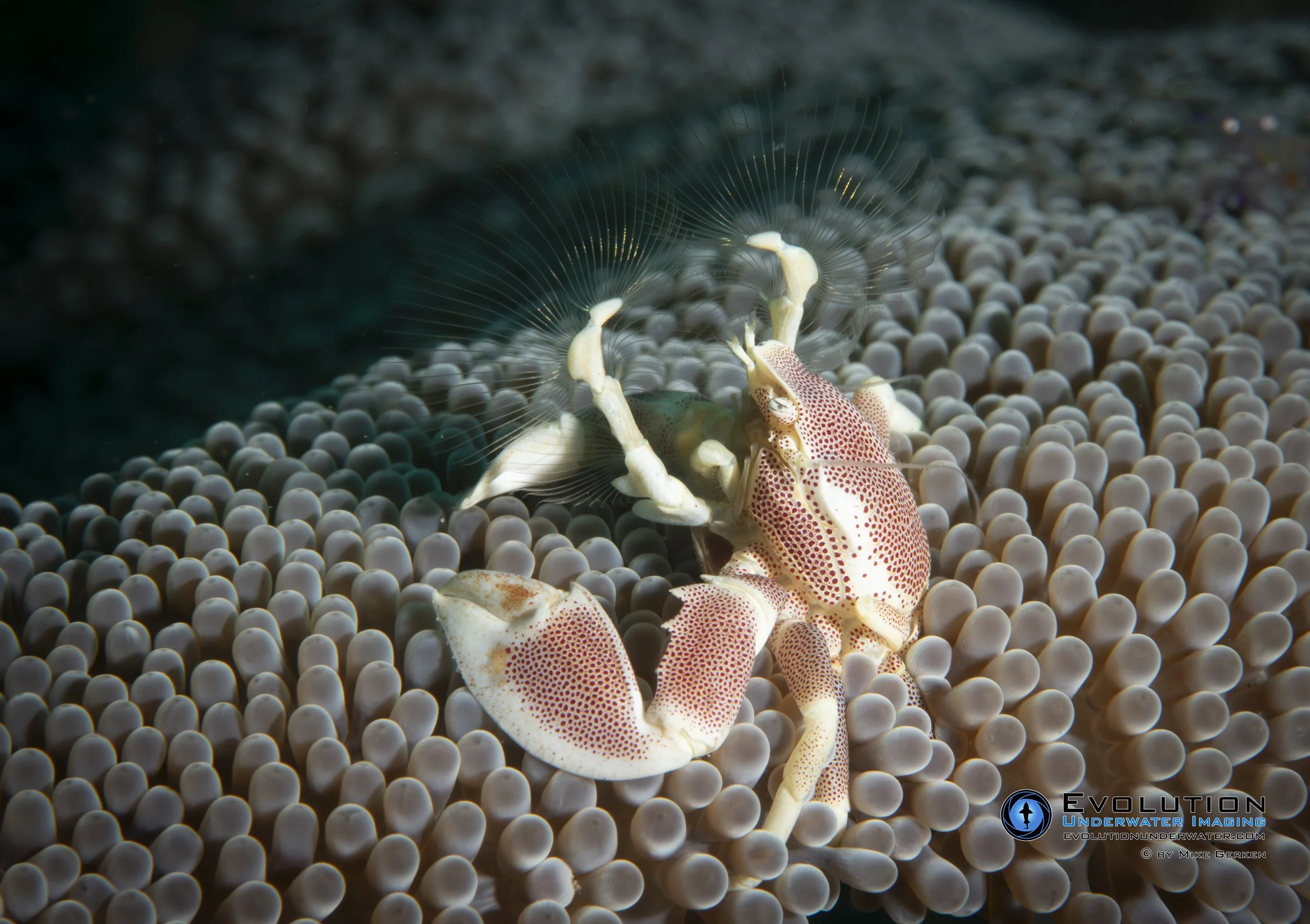 A small crab with white and red-spotted claws on a coral reef with white bubble-like structures.