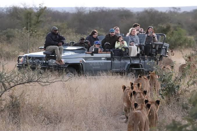 Group of people on an open-top safari vehicle observing lions in the grasslands.