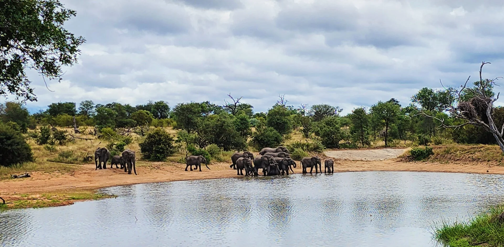 A herd of elephants drinking water at a riverbank in a savanna landscape with trees and cloudy sky.