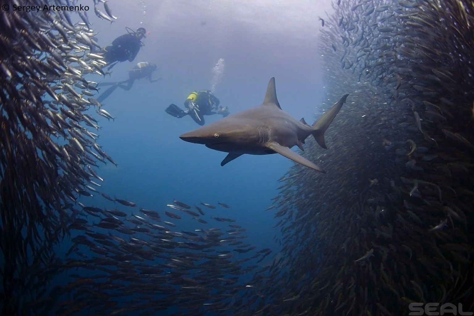 Underwater scene with a large shark swimming among a swirling school of small fish, with two scuba divers in the background at the South African sardine run.