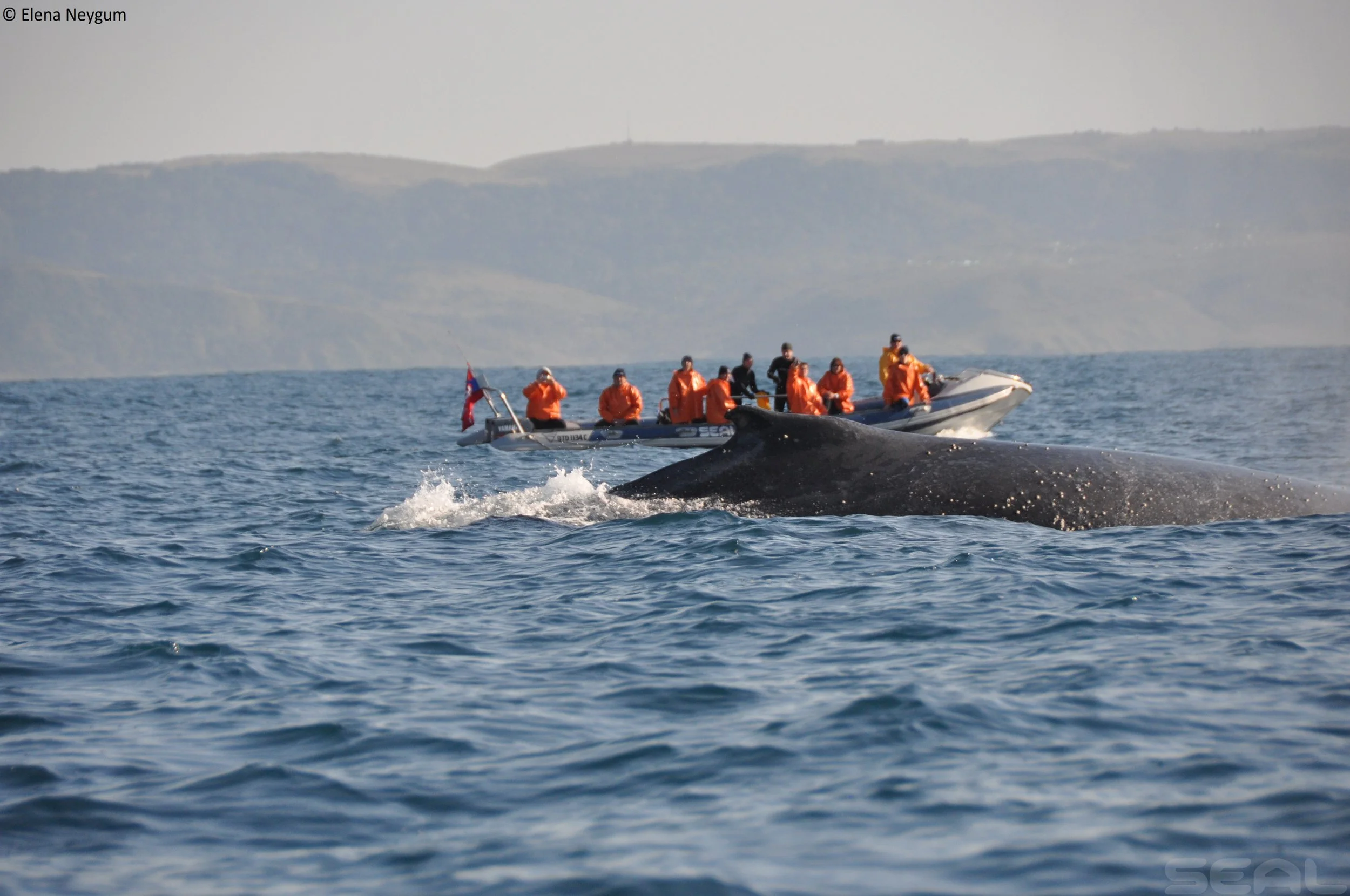 A boat with multiple people in orange life jackets riding on the ocean waves near a whale's back.