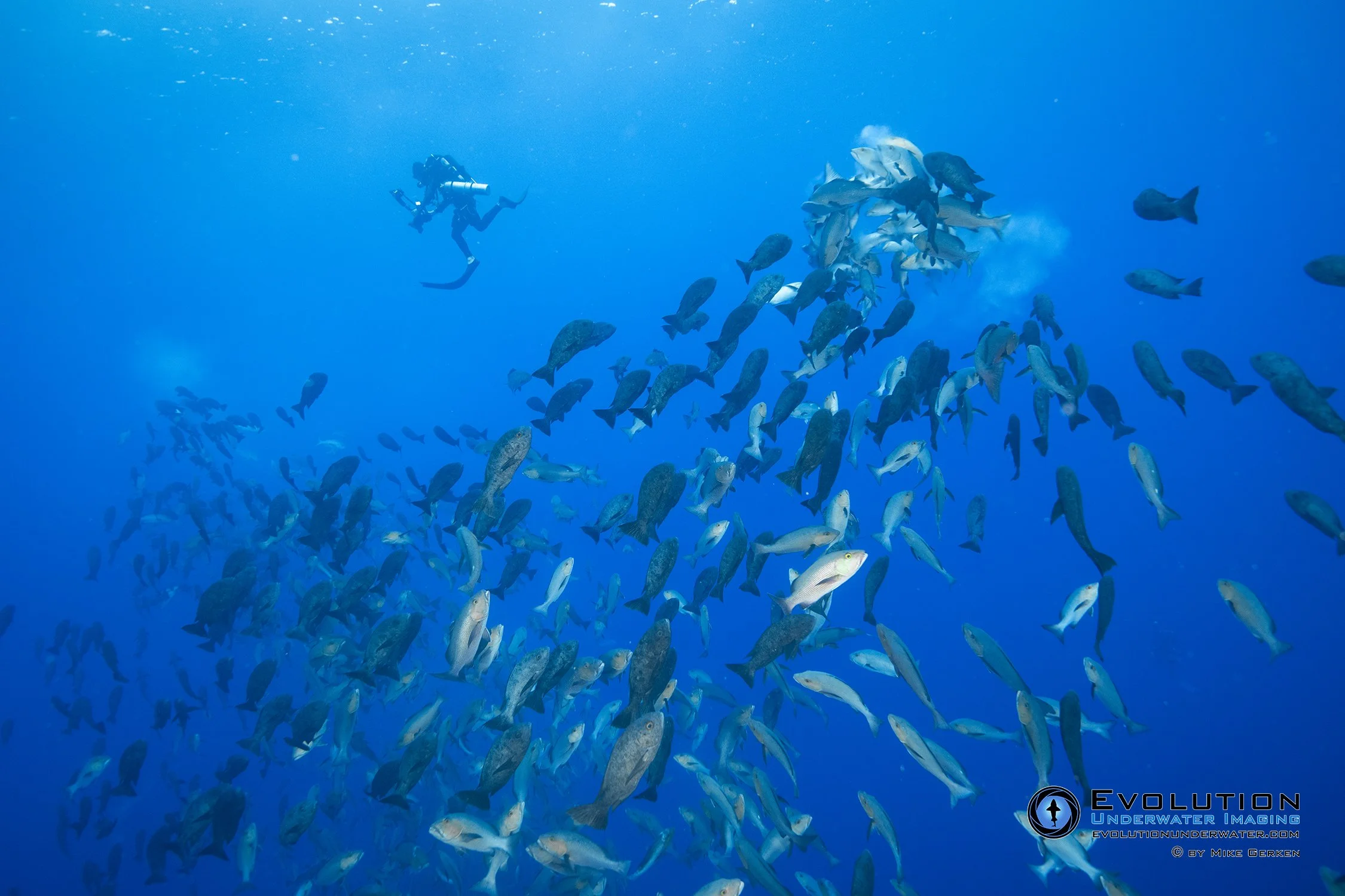 A scuba diver swimming underwater near a large school of red snapper in Palau during the new moon spawning fish. The water is clear and blue, with the diver wearing scuba gear.
