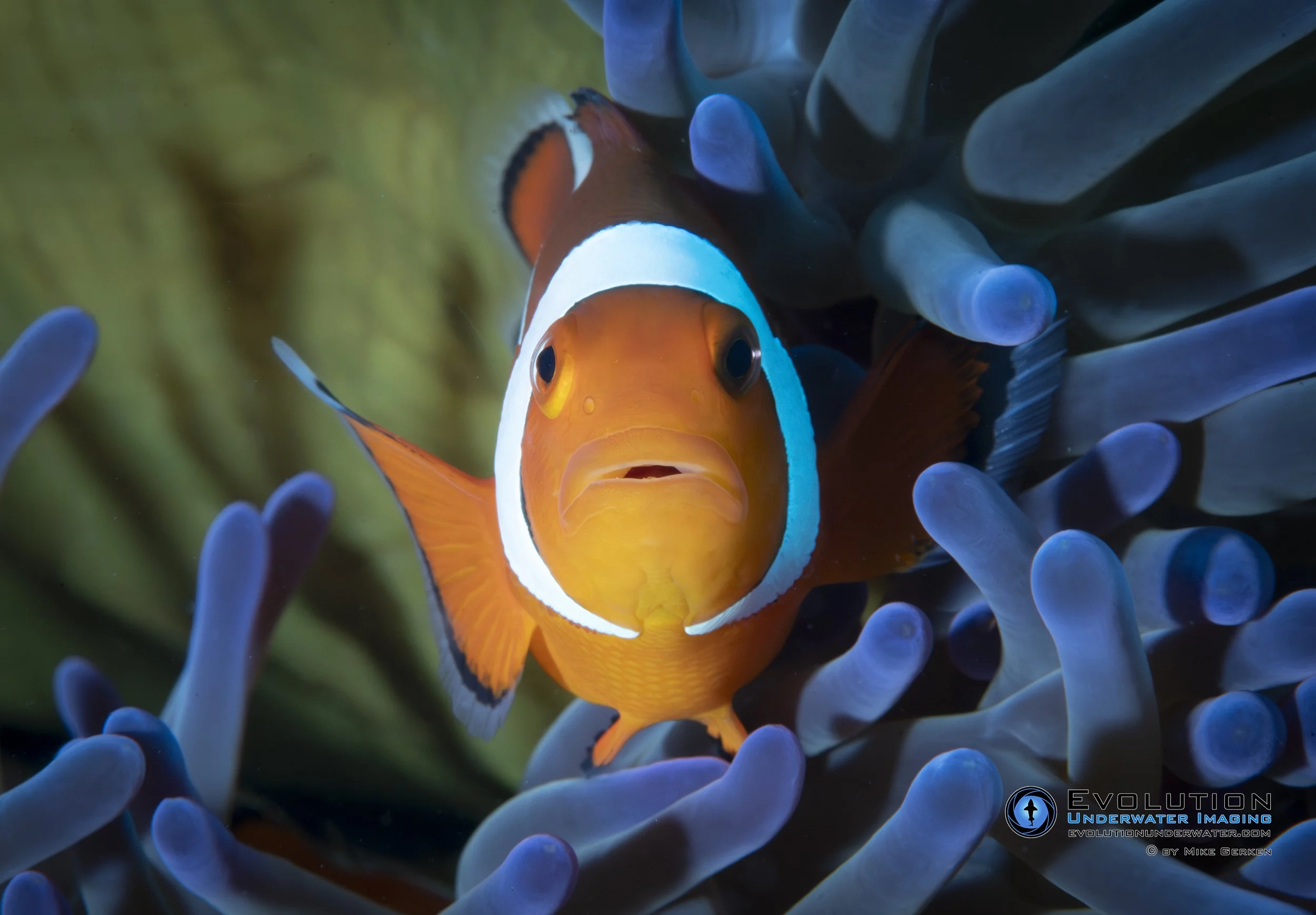 Close-up of a clownfish nestled among the tentacles of a sea anemone in underwater coral reef scene.