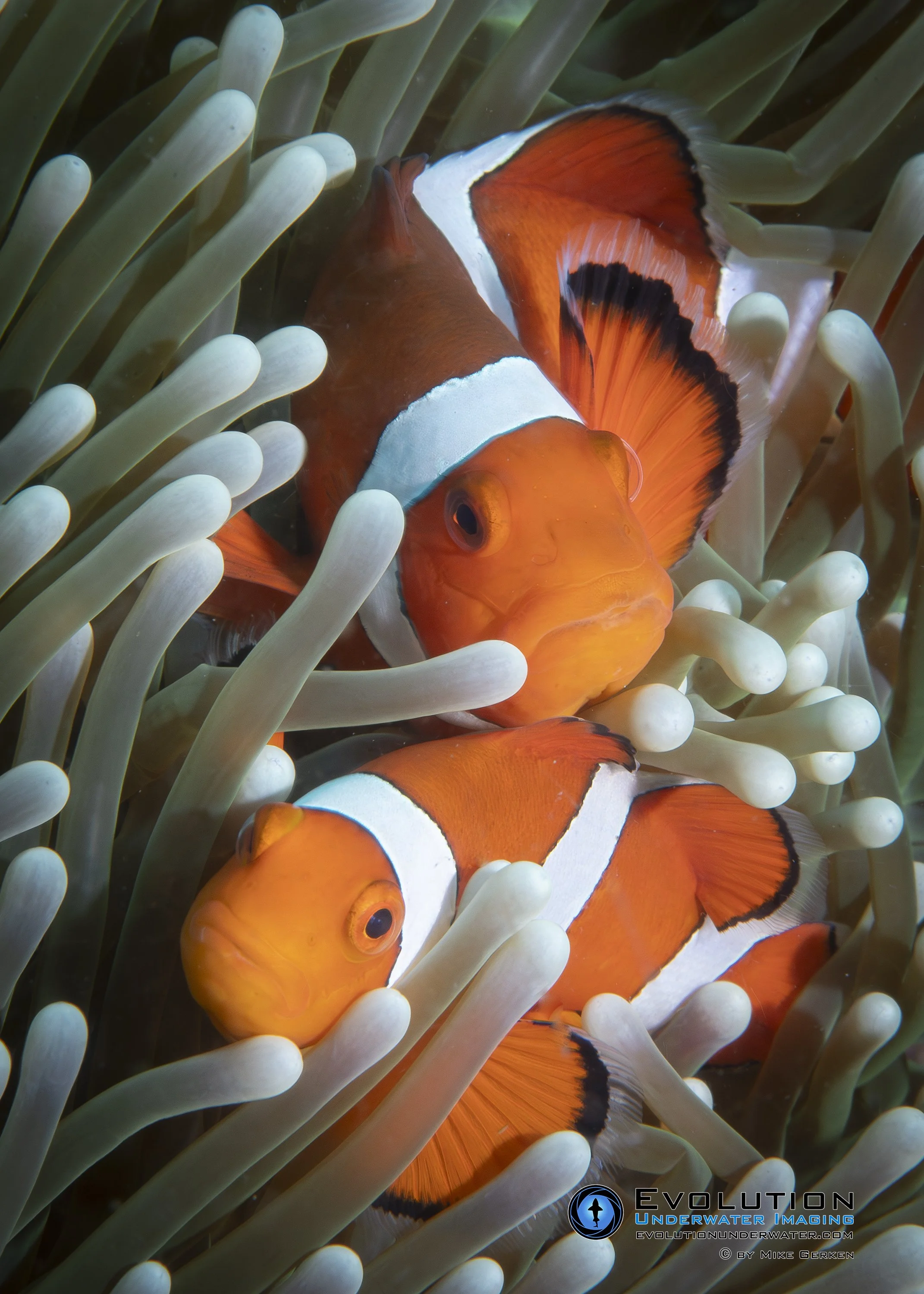 Close-up of orange clownfish among tentacles of a sea anemone.