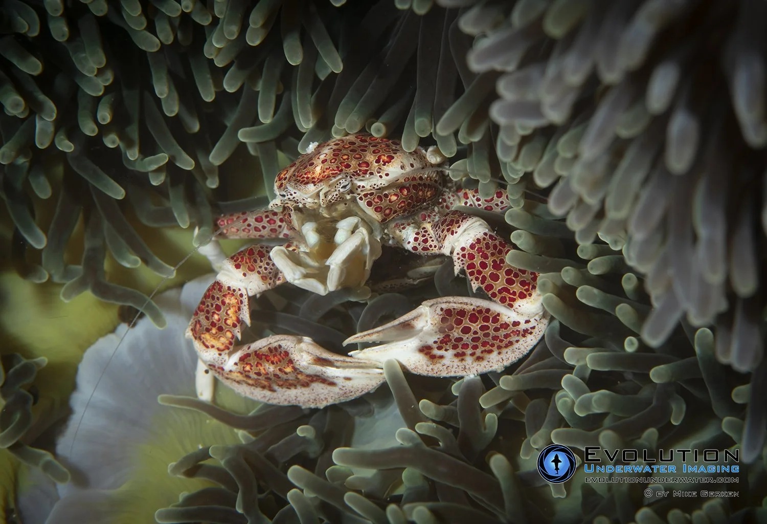 A close-up of a porcelain crab with red and white spotted claws and body, nestled among green sea anemone tentacles.