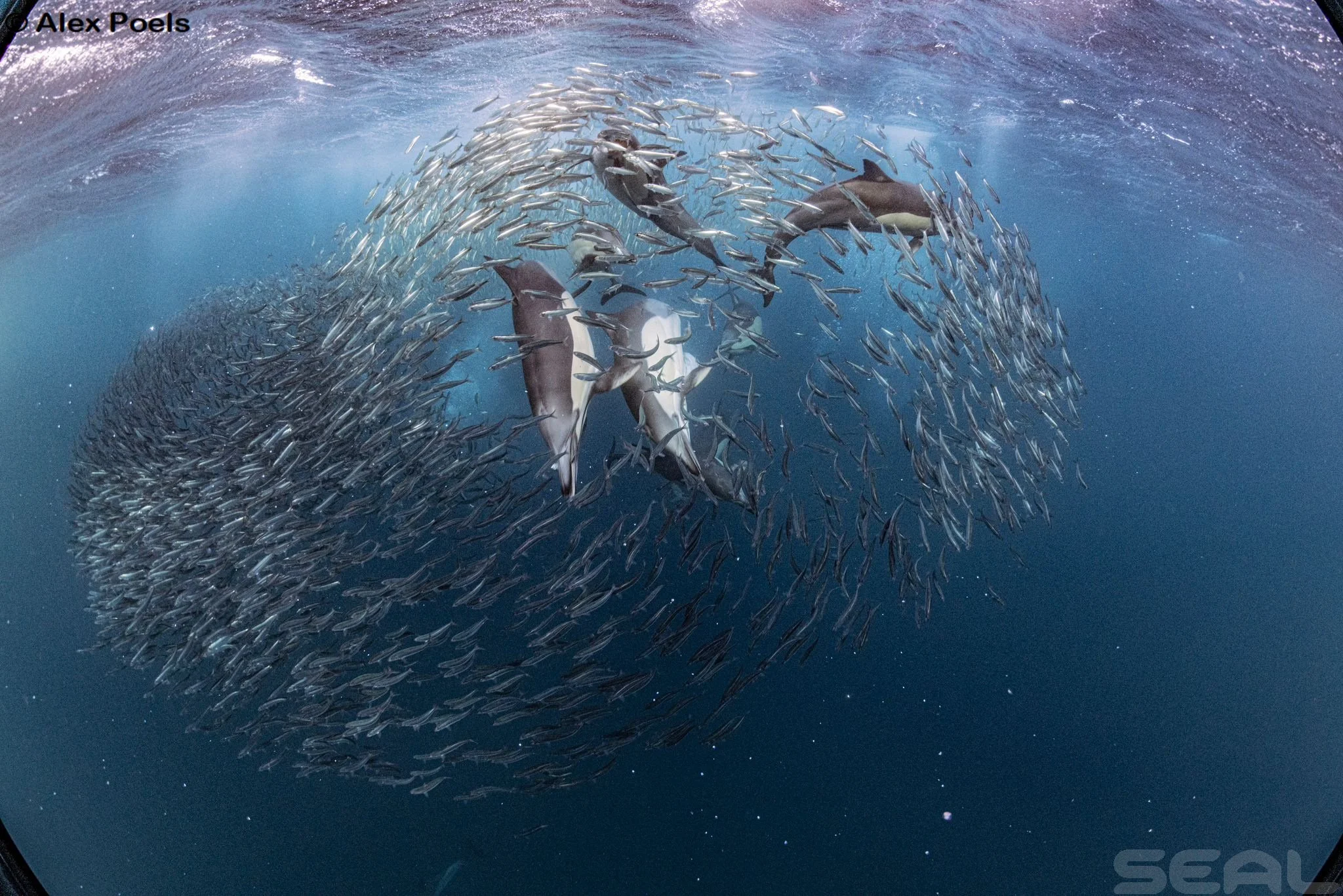 A diver surrounded by a large school of fish underwater.