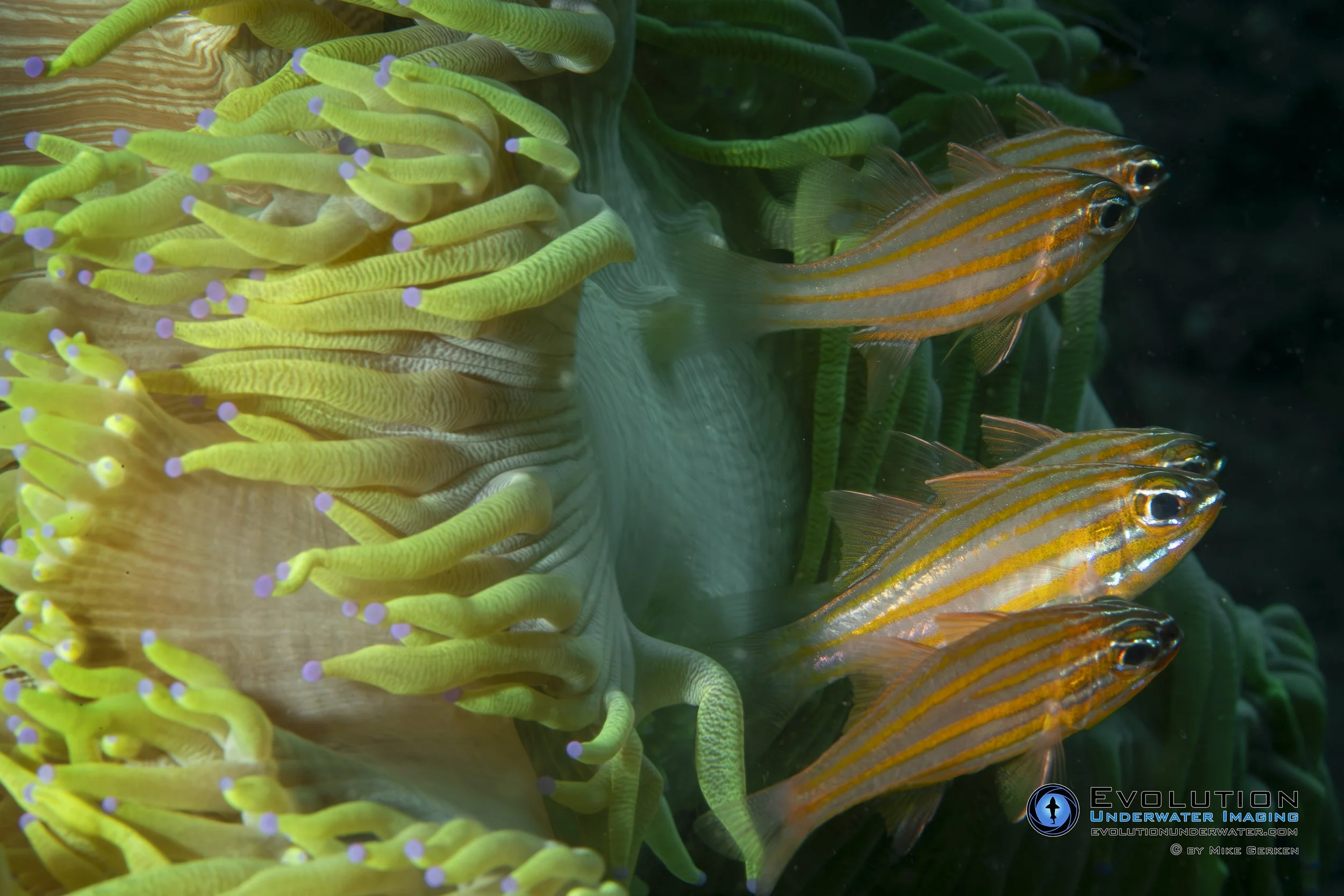 A close-up underwater photograph of a sea anemone with yellow tentacles and purple tips, alongside several small, striped orange fish swimming among green seaweed.