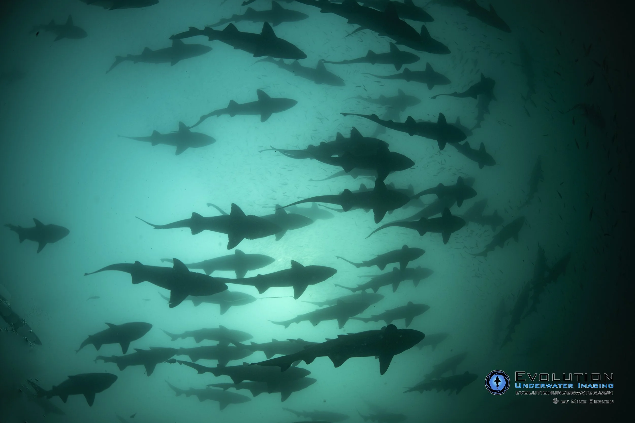 School of sand tiger sharks swimming underwater in North Carolina