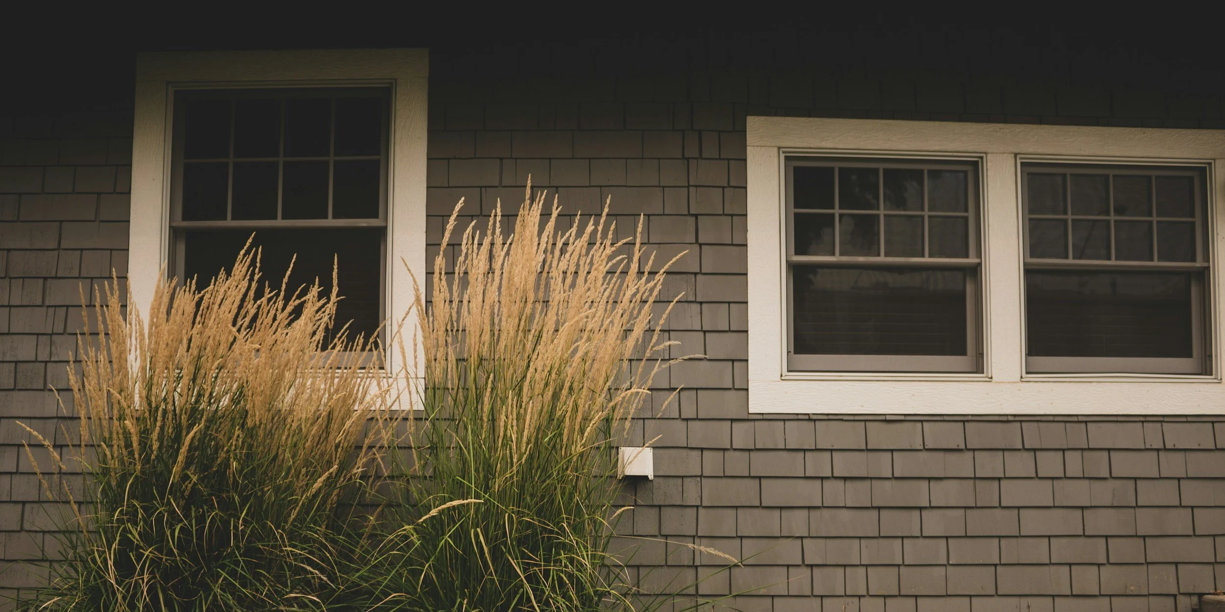 Two windows with white frames on a gray shingled house wall, partially obscured by tan ornamental grass.