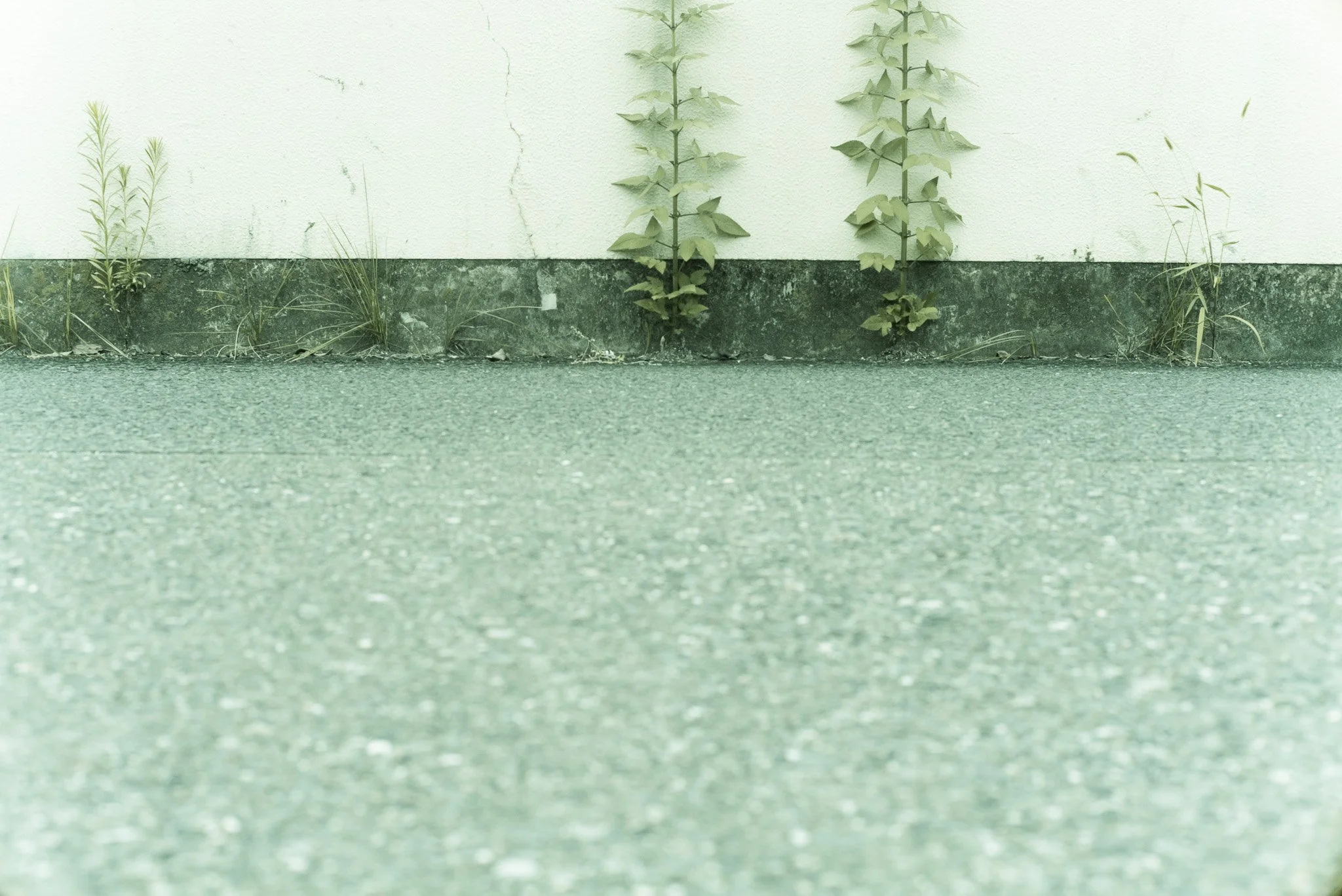 白い壁に沿って、草やつる植物が生えている。
