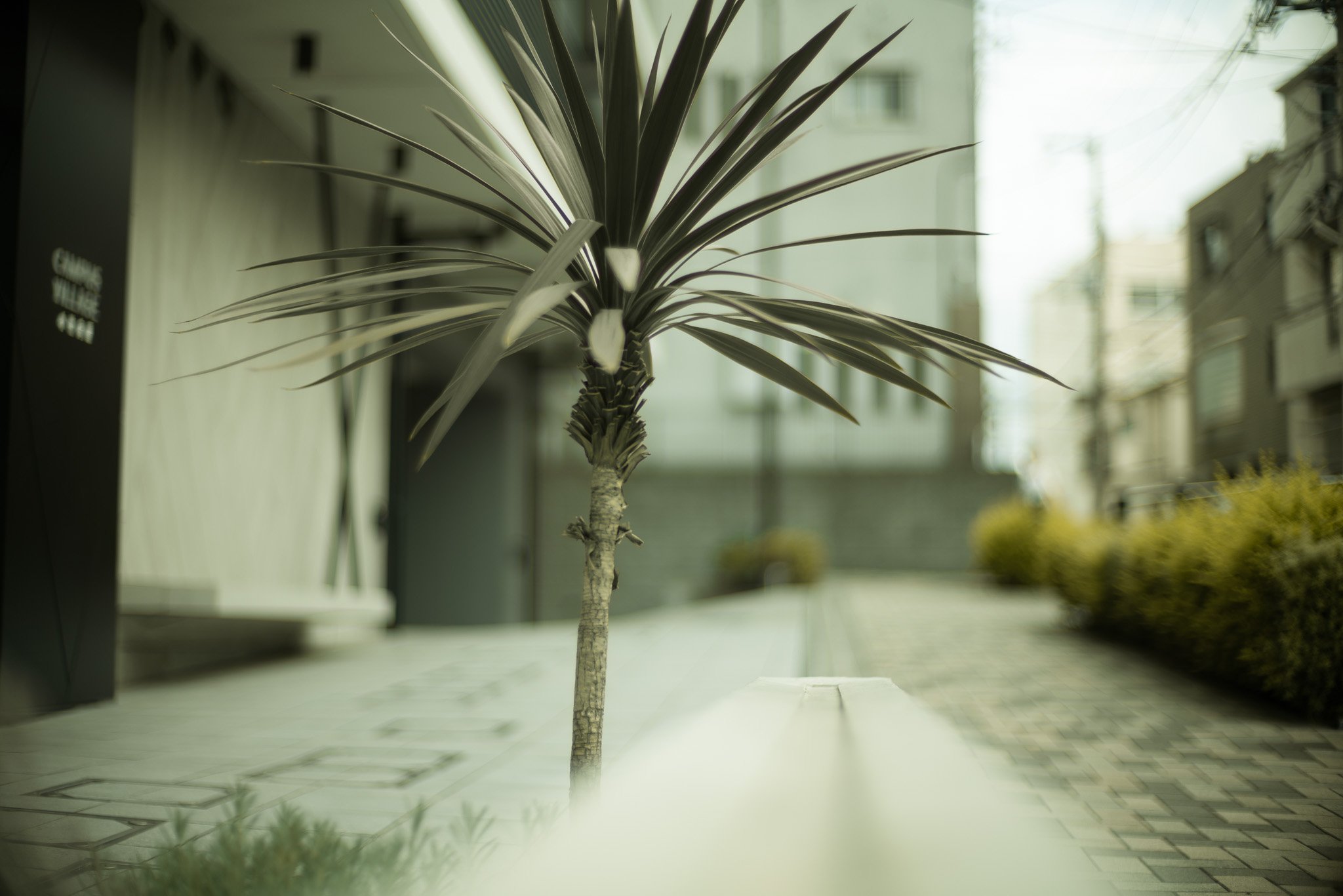 屋外の都市景観に、ヤシの木のような植物が一本立っている。背景には建物と窓が見える。