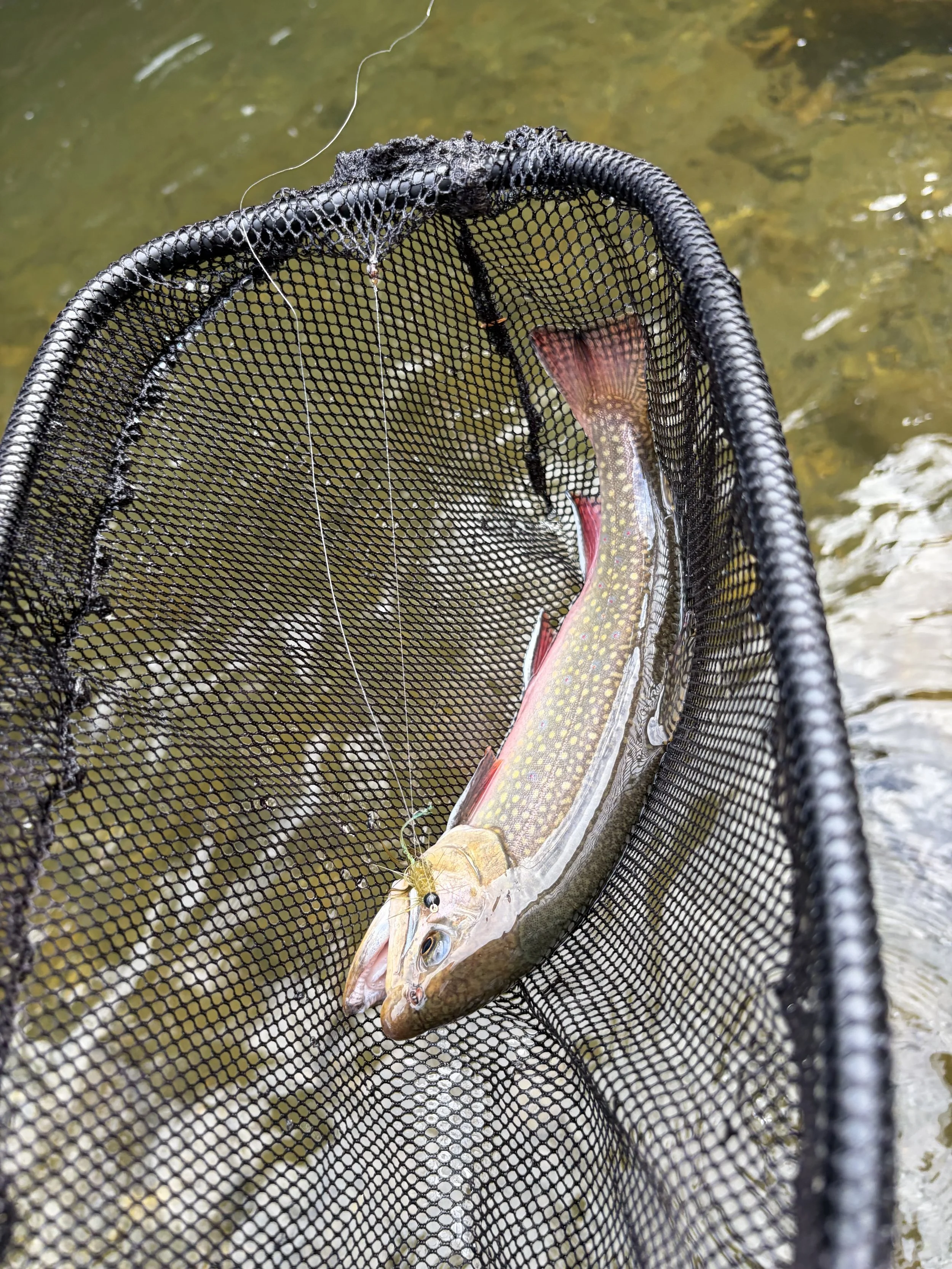 A fish caught in a black fishing net in water