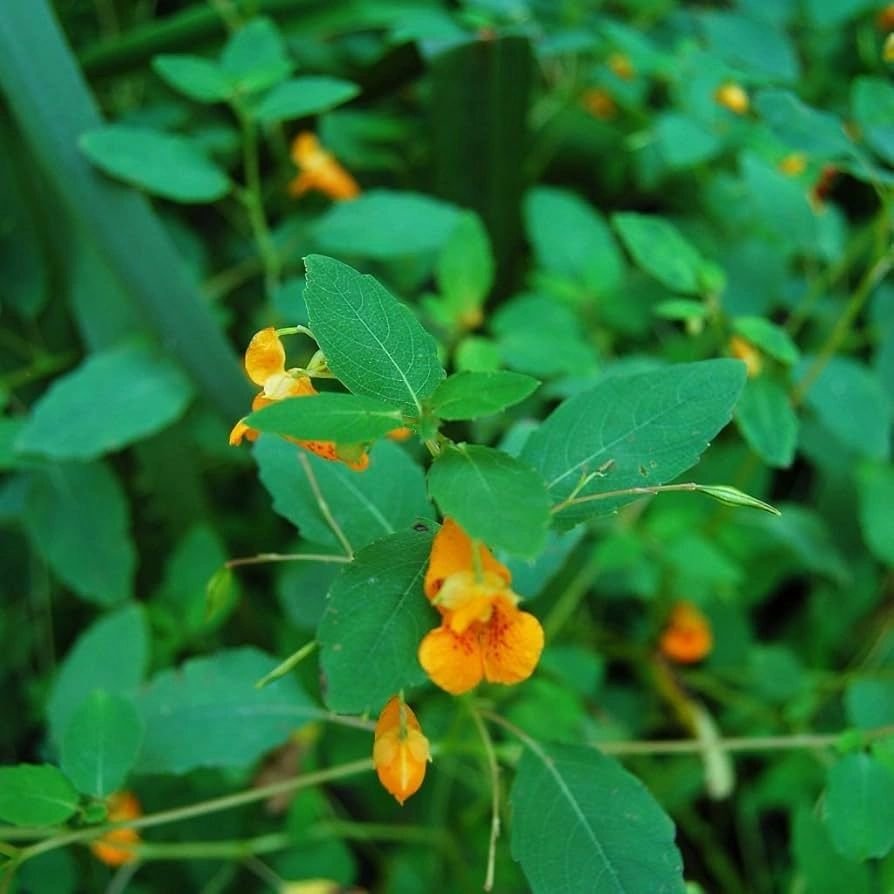 jewelweed.jpg