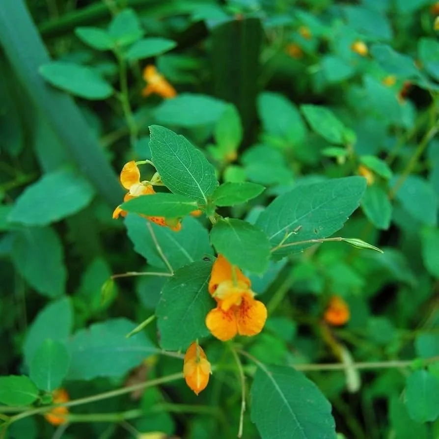 jewelweed.jpg