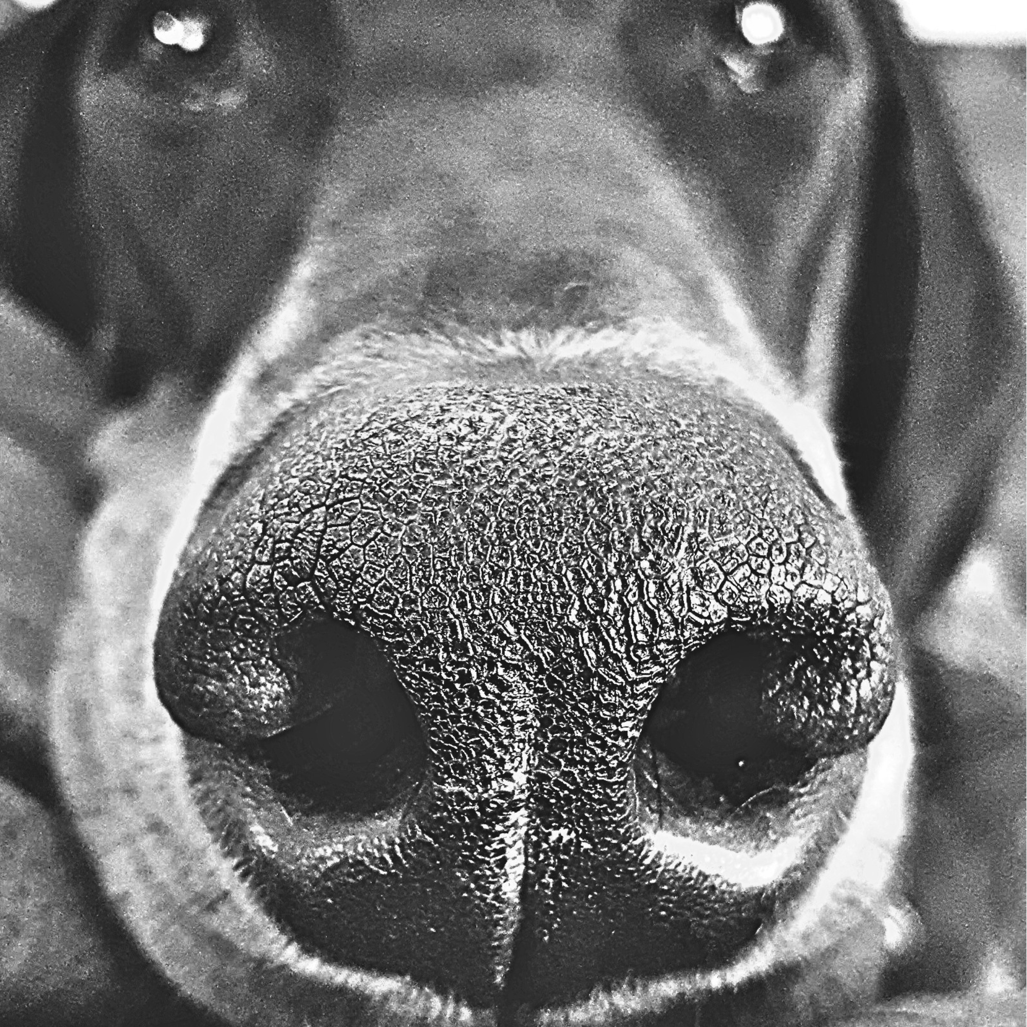 Darmok - Inspired by the detail in his nose, we wanted the texture to be the star. This photo was 6y old and he passed a couple of years ago - we found this when reviewing old pictures.