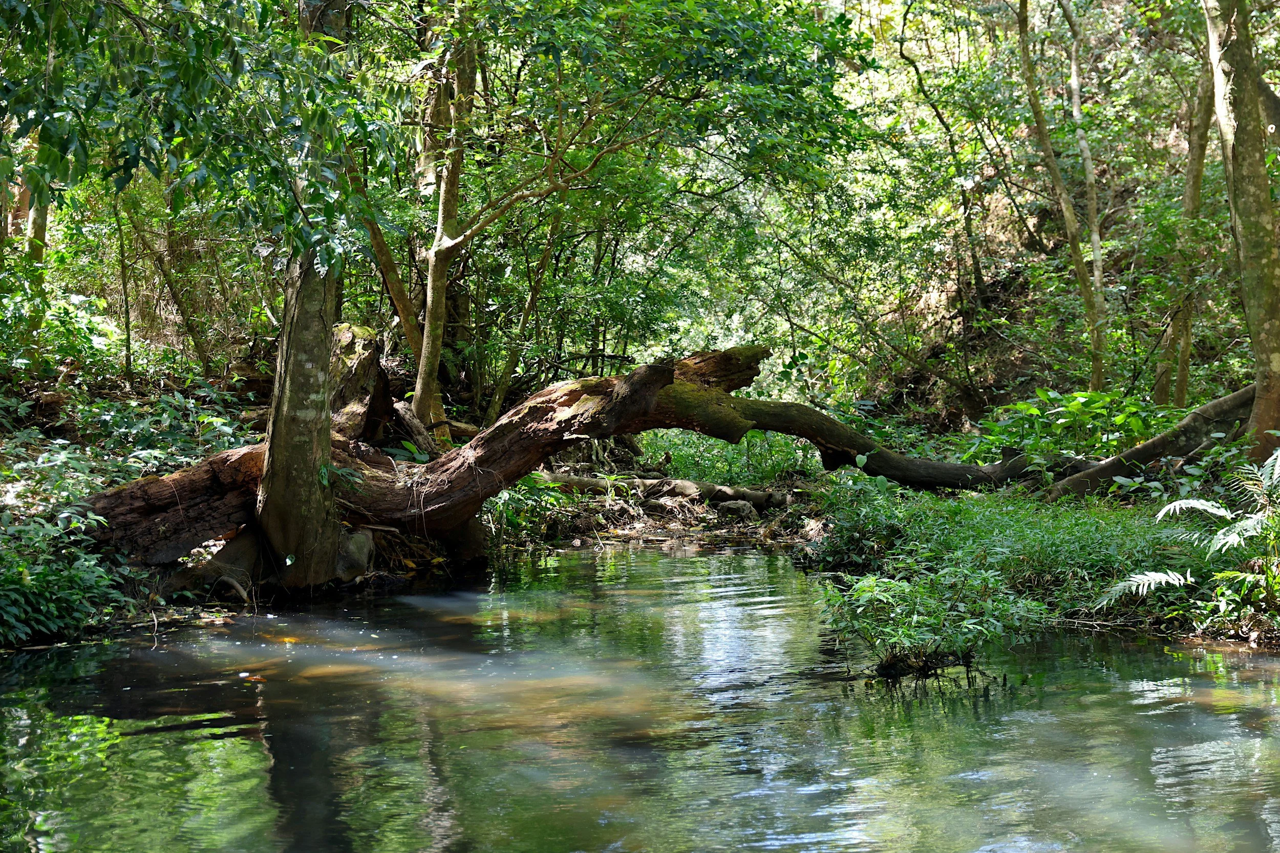 A wooded creek in West Meade similar to the Brook Hollow area WMNA is working to protect