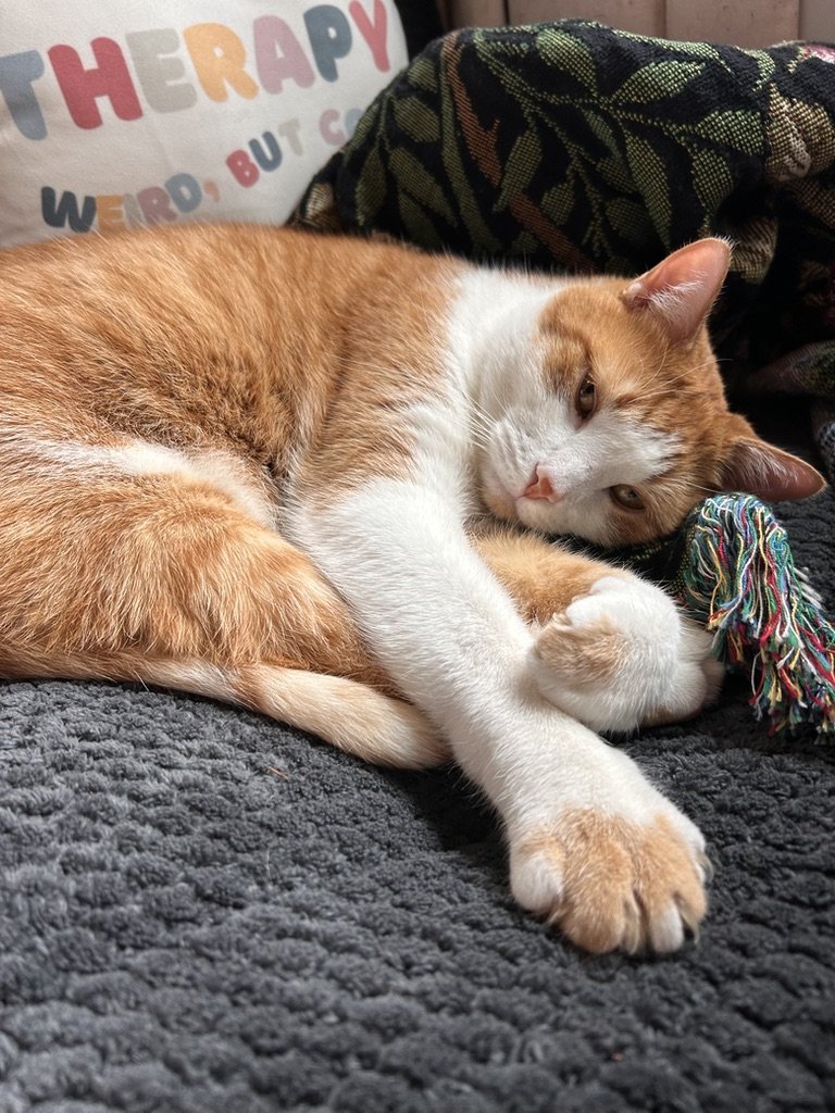 Orange and white cat lying on a gray textured blanket, holding a multicolored rope toy, with a pillow in the background.