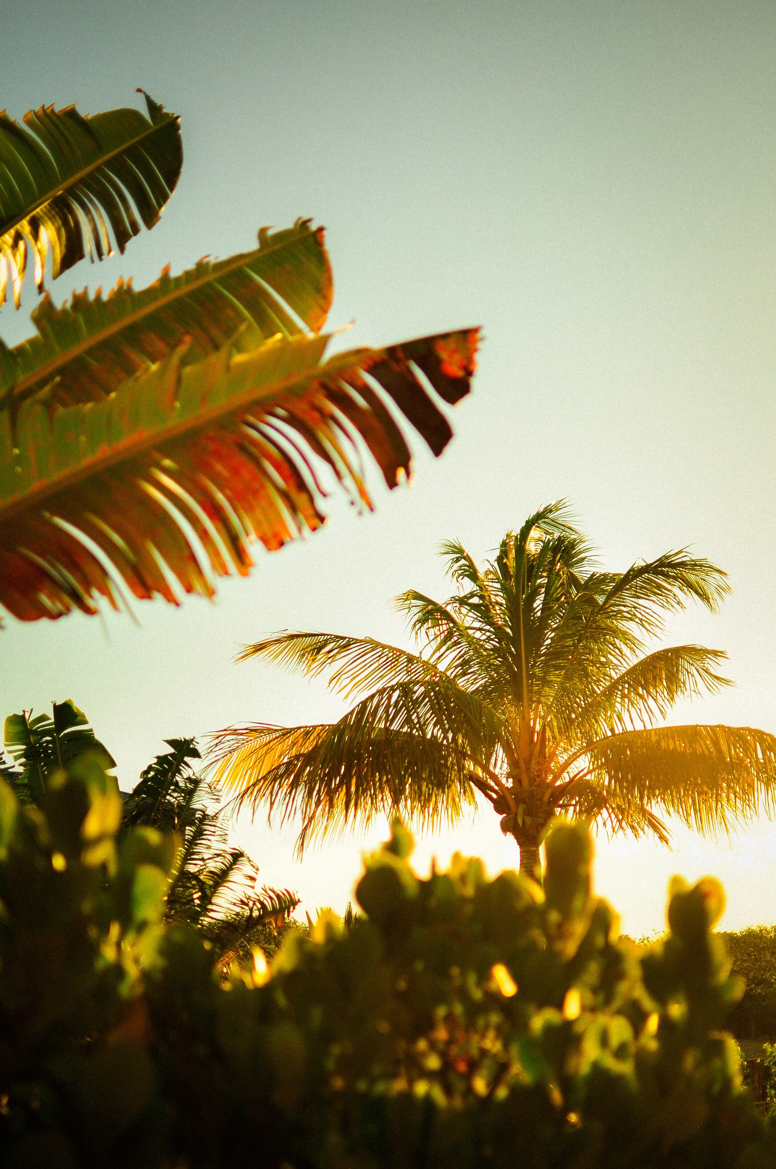 Sunset view of palm trees and lush green plants in a tropical setting.