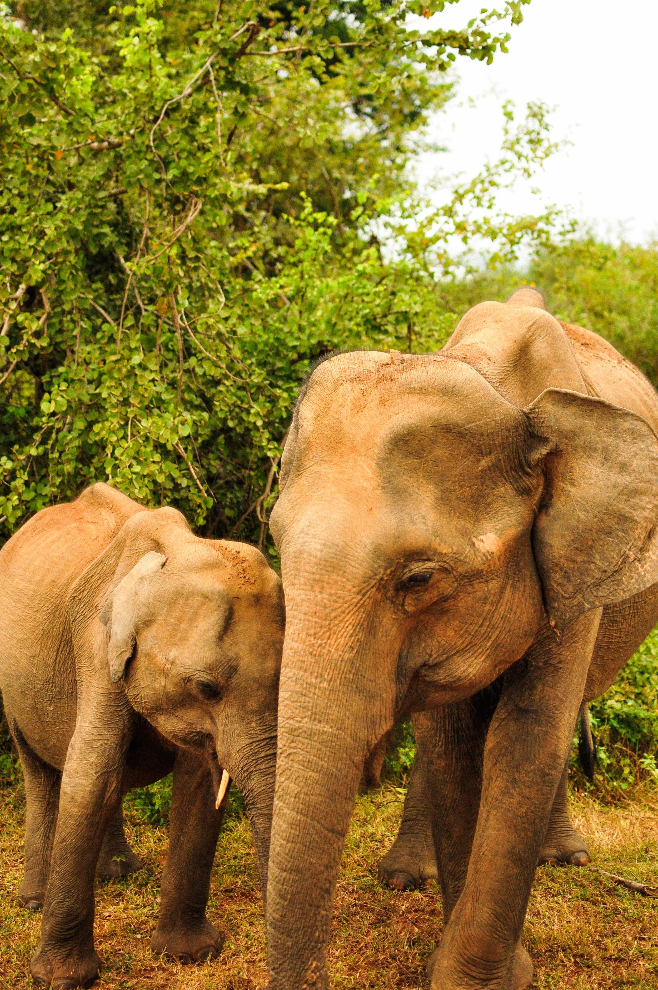 A group of elephants standing close together outdoors with green foliage in the background.
