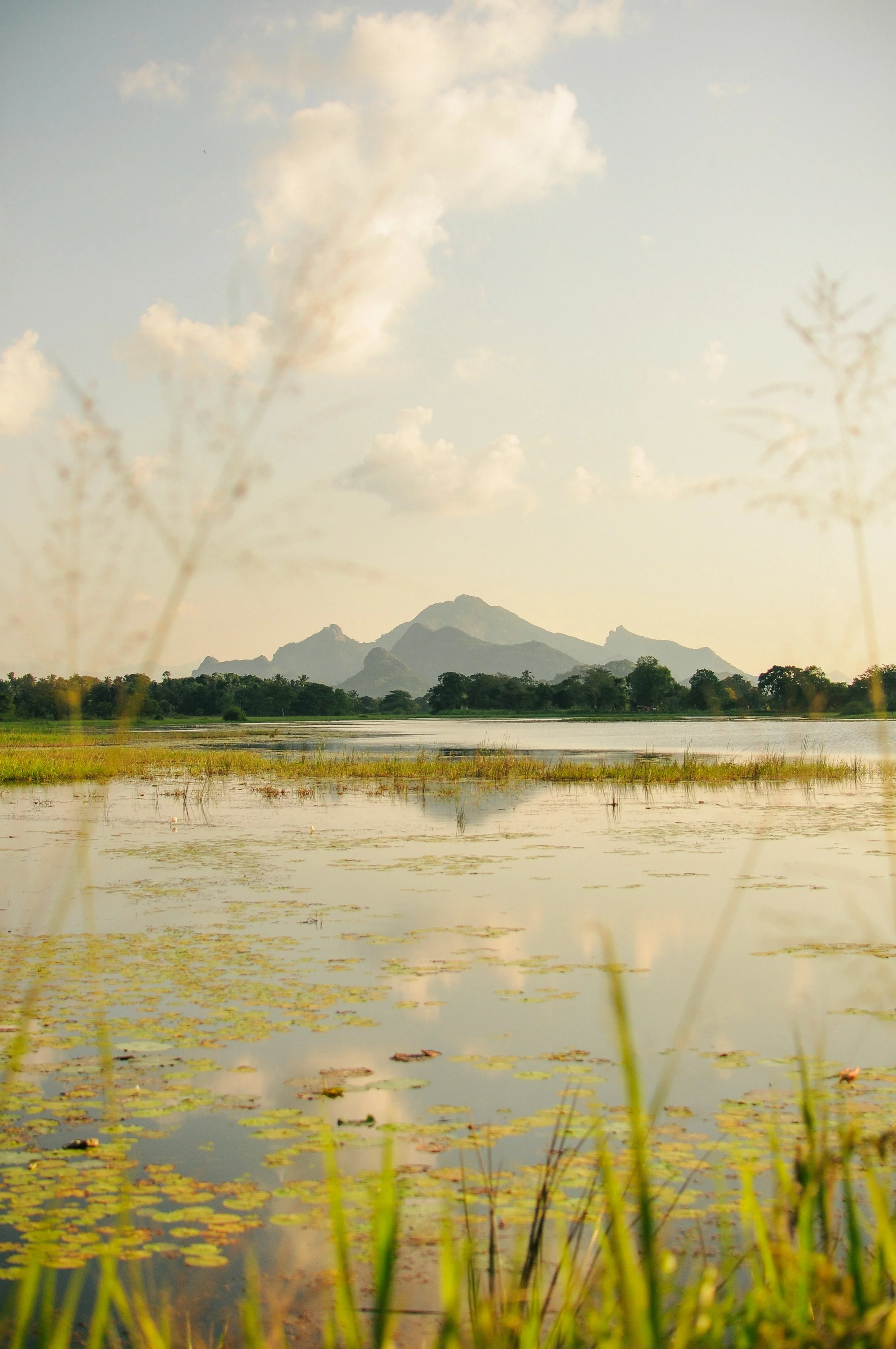 Landscape scene with a mountain in the background, a body of water with water lilies in the foreground, and tall grasses along the water's edge.