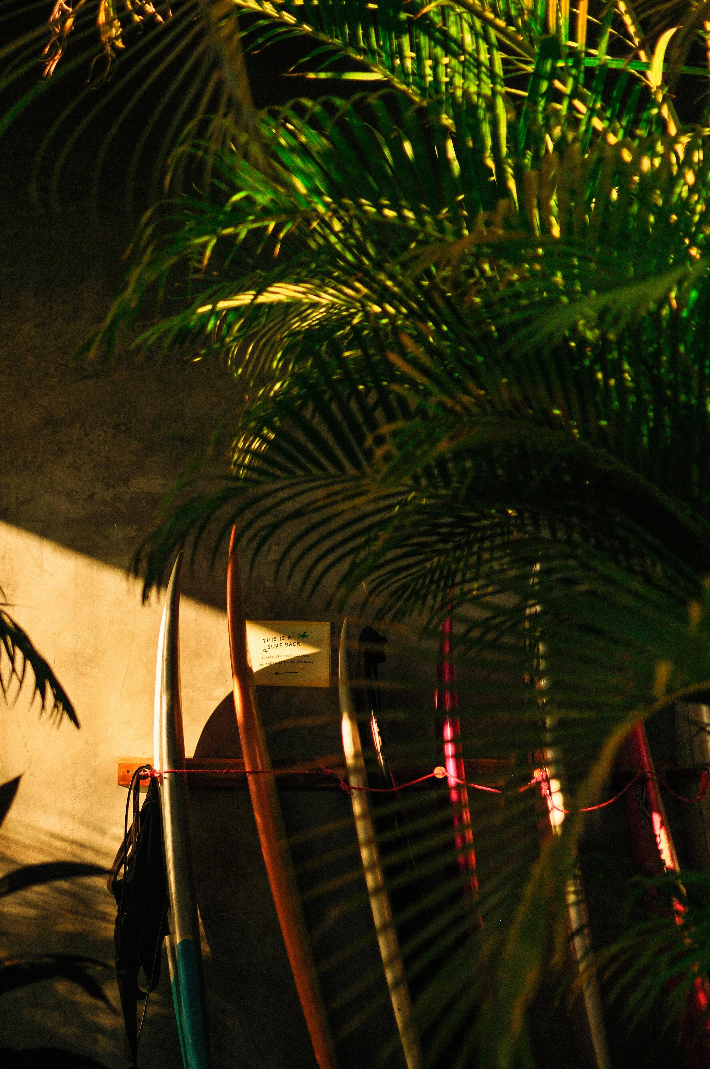 Several surfboards are displayed vertically in a dimly lit indoor space with palm fronds in the foreground. A sign in the background indicates it is part of a surf rack.