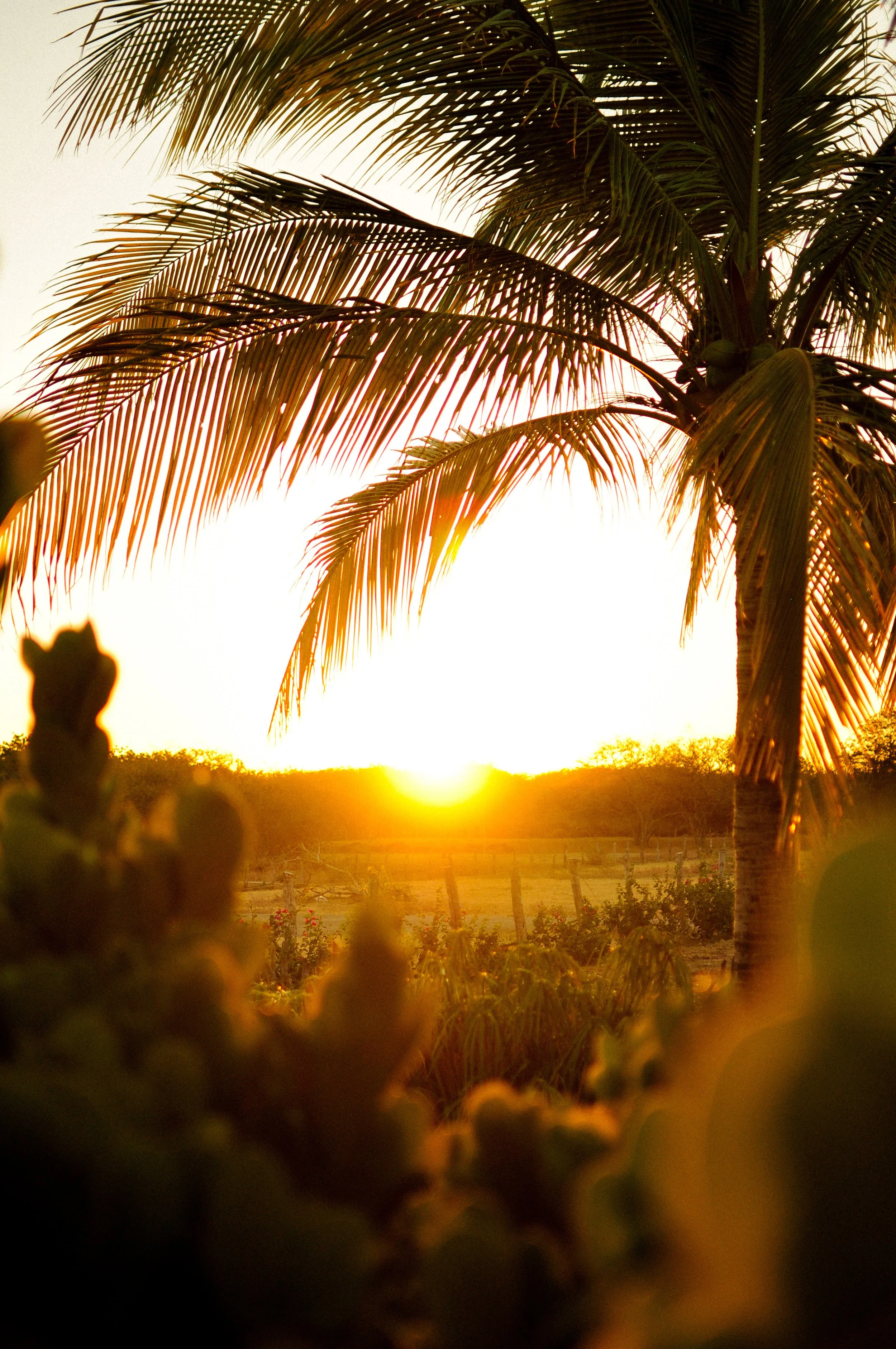 A sunset scene viewed through palm trees and desert plants, with a bright sun near the horizon, casting warm orange and yellow hues across the sky.