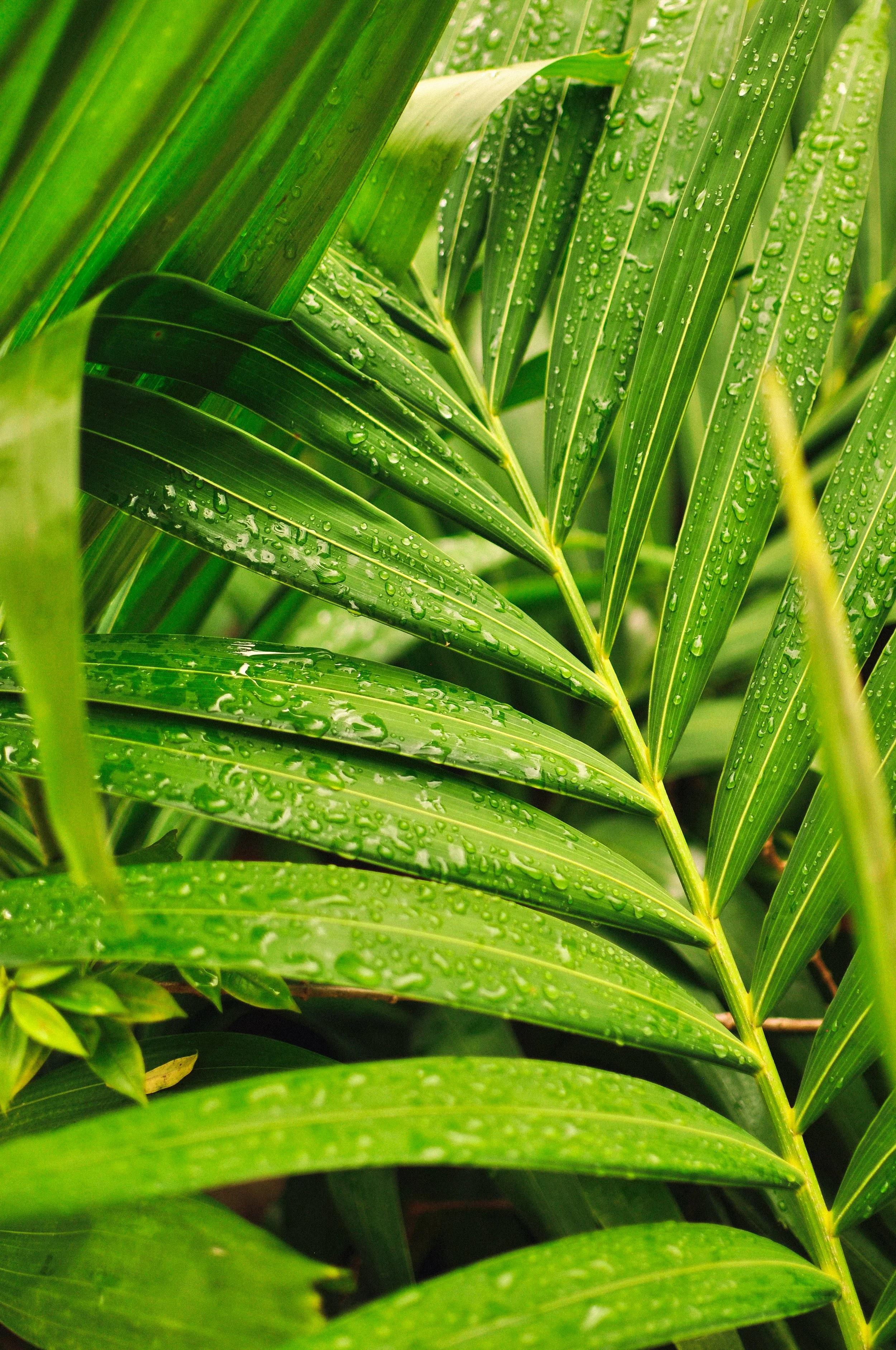 Green plant leaves with water droplets on them.