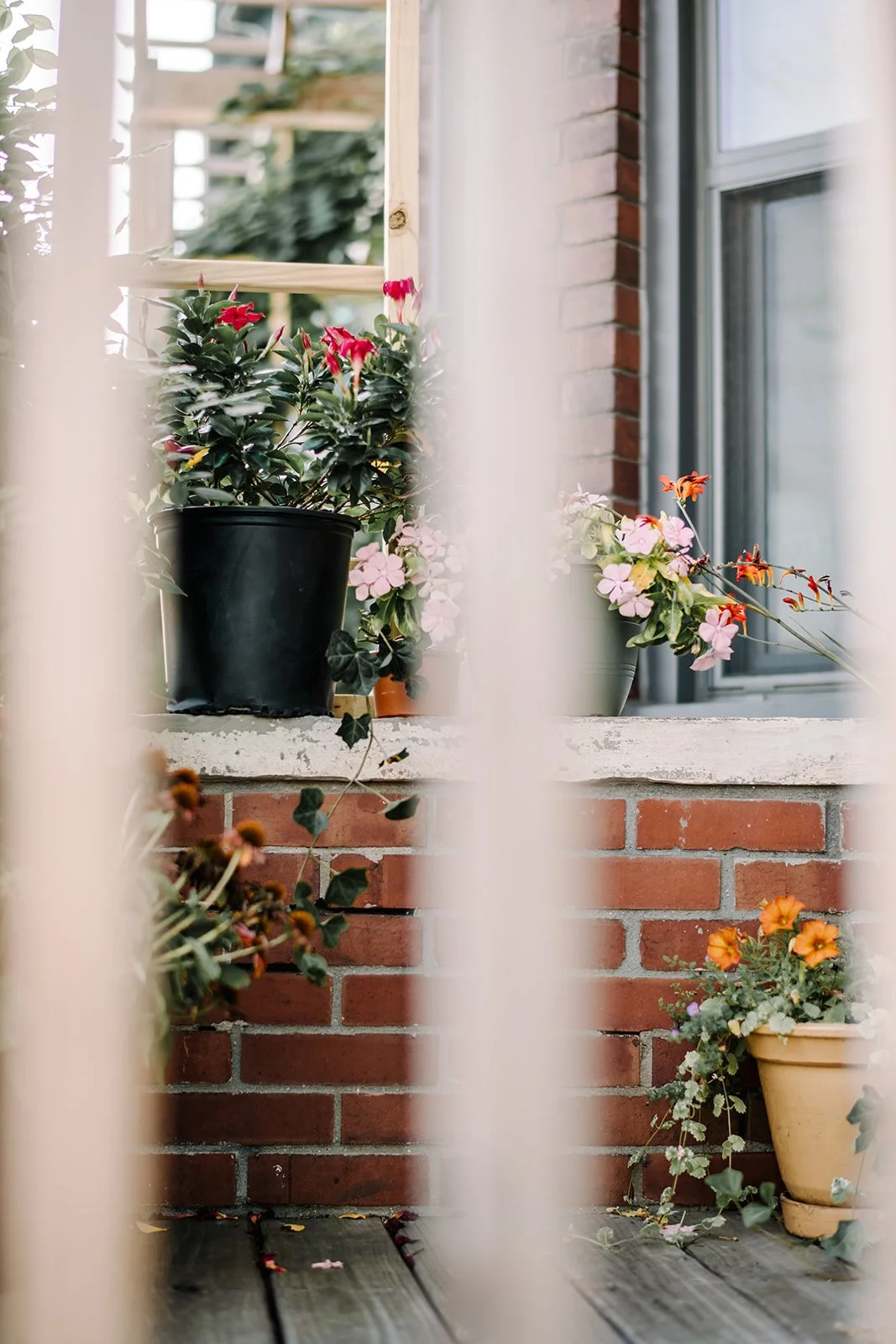 backyardwedding-768.jpg