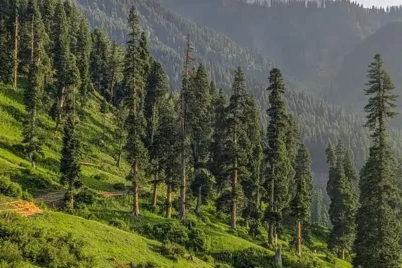 A forest with mountains behind