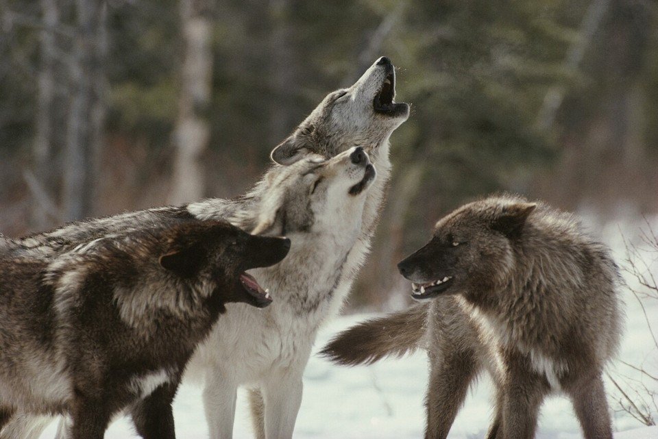A Wolf Pack Howling.jpg