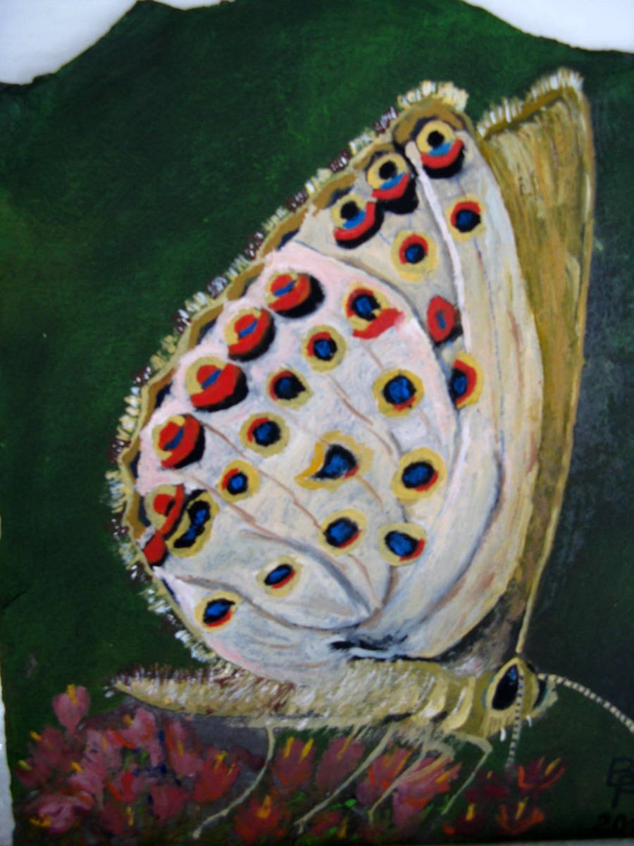 200- papillon.JPG
