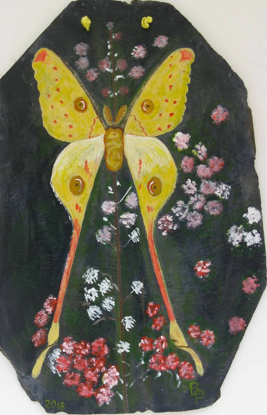 270 - Papillon.JPG
