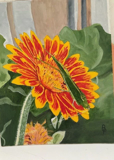 Gerbera