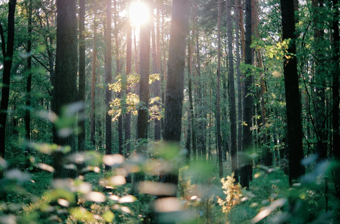 Becoming the Presence of Peace