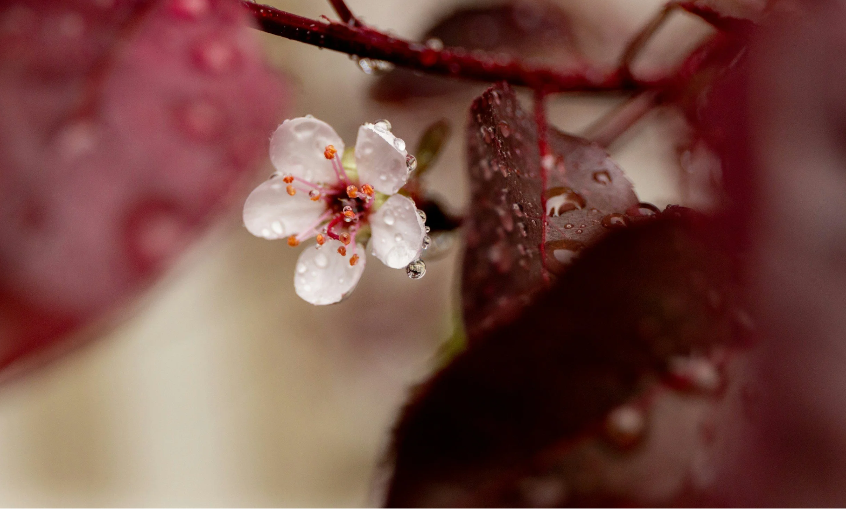 Prosperity Reimagined: From Scarcity to Sacred Sufficiency