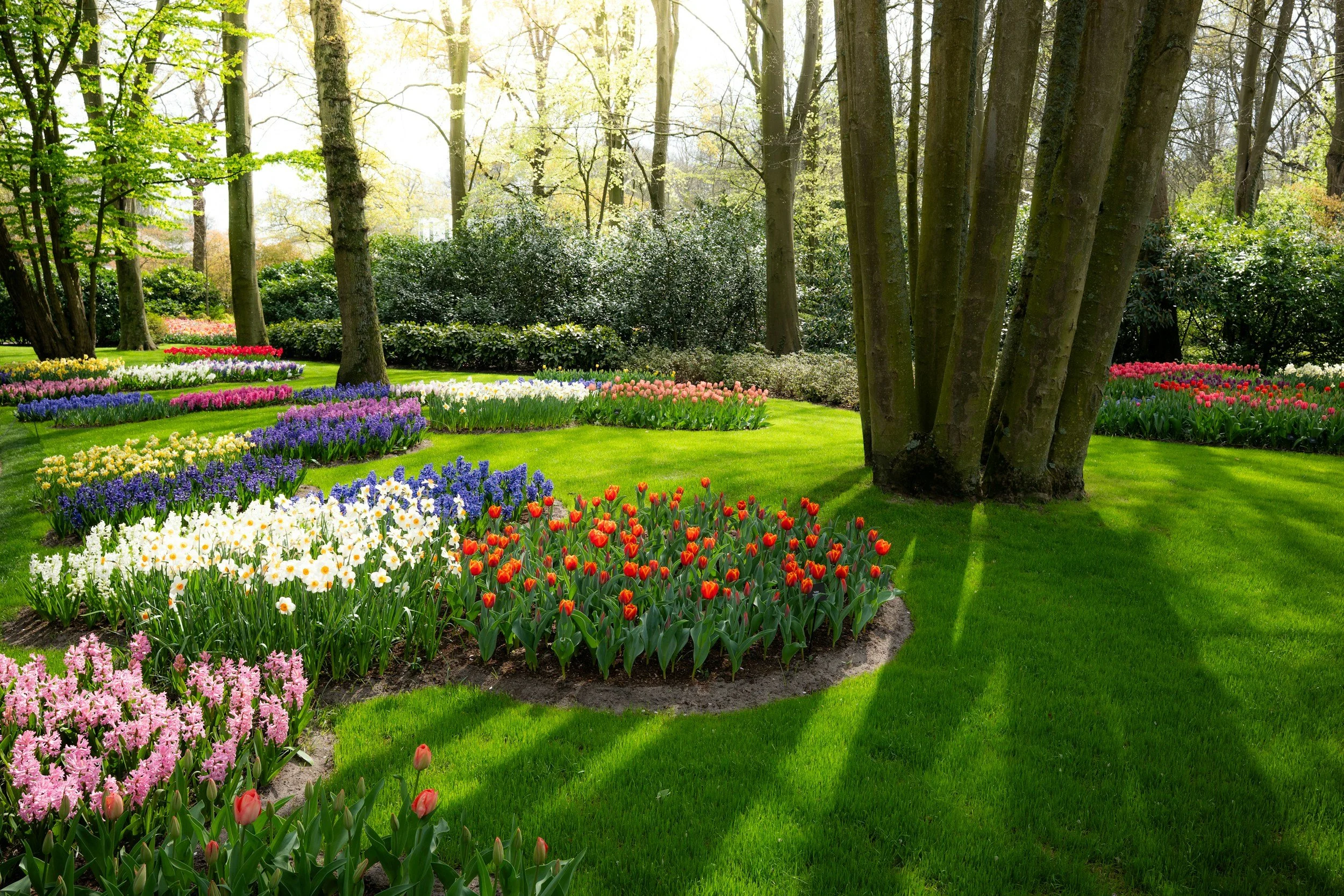 Colorful flower garden with tulips and hyacinths surrounded by green grass and tall trees in spring.