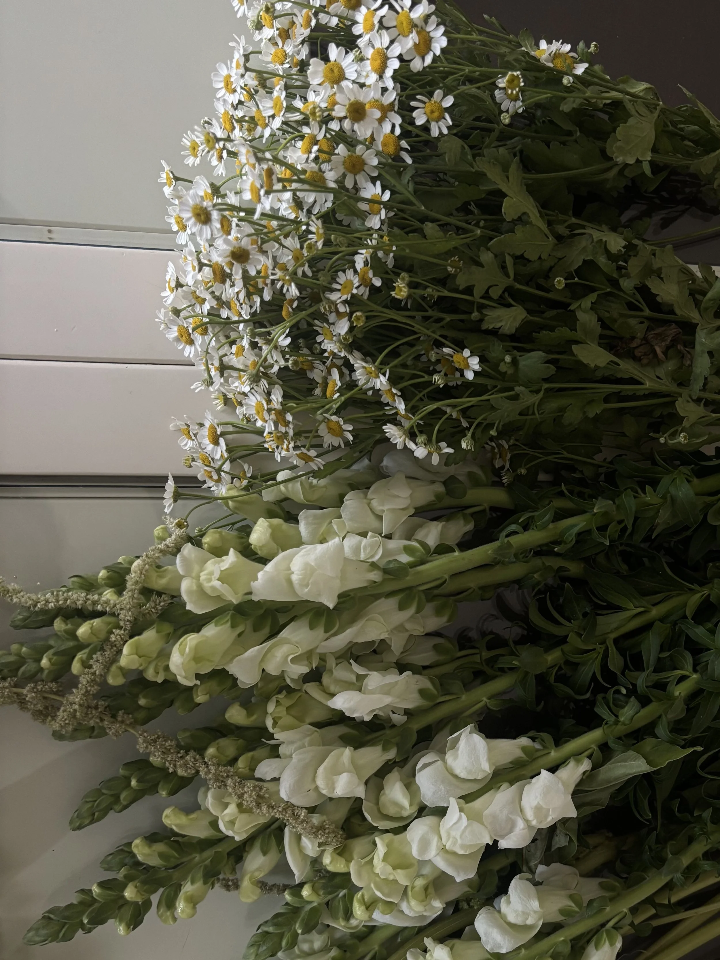 White daisy flowers and white gladiolus flowers with green leaves arranged in a bouquet.