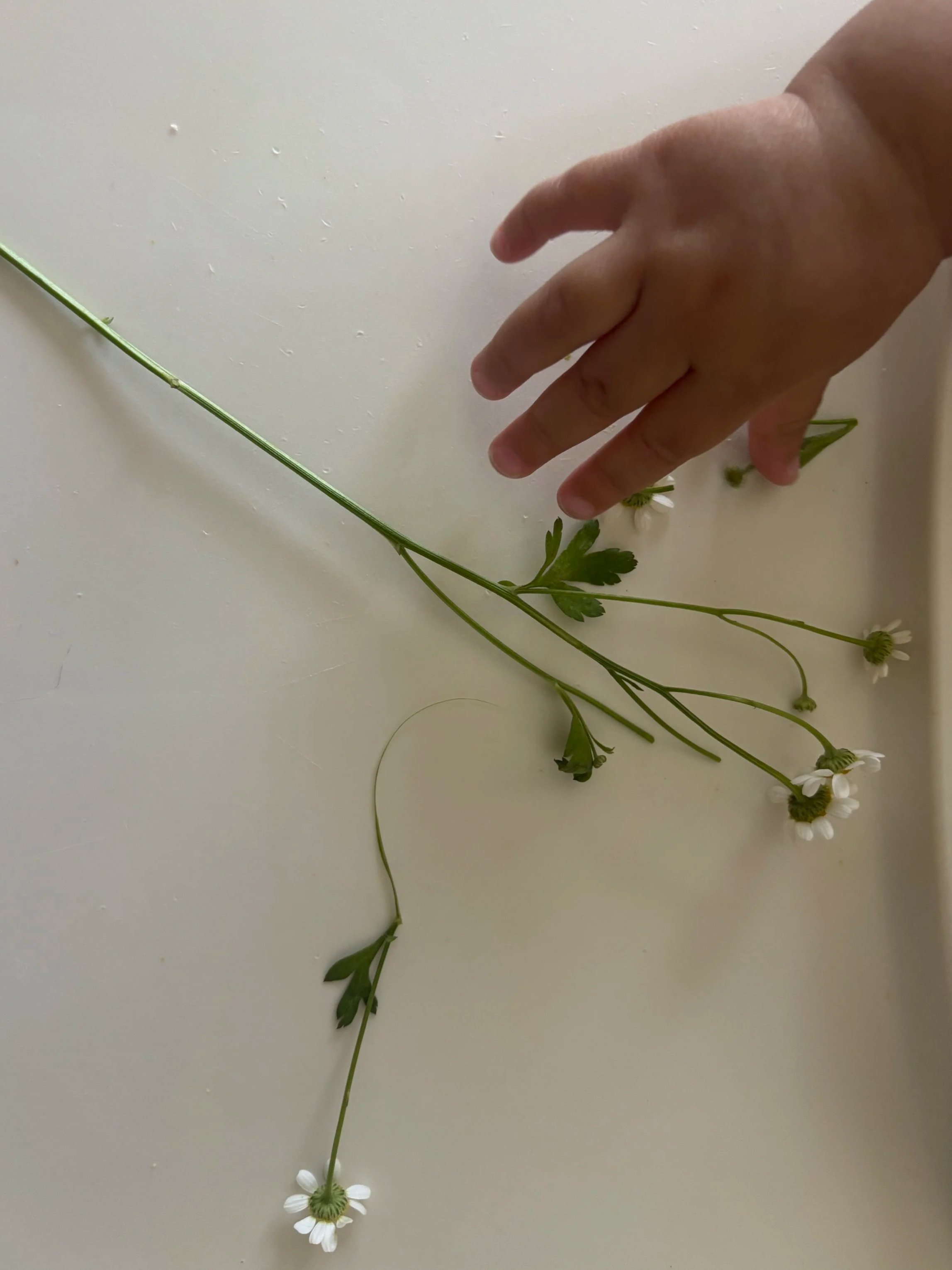 A hand reaching over a white surface with a long green stem with small white flowers.