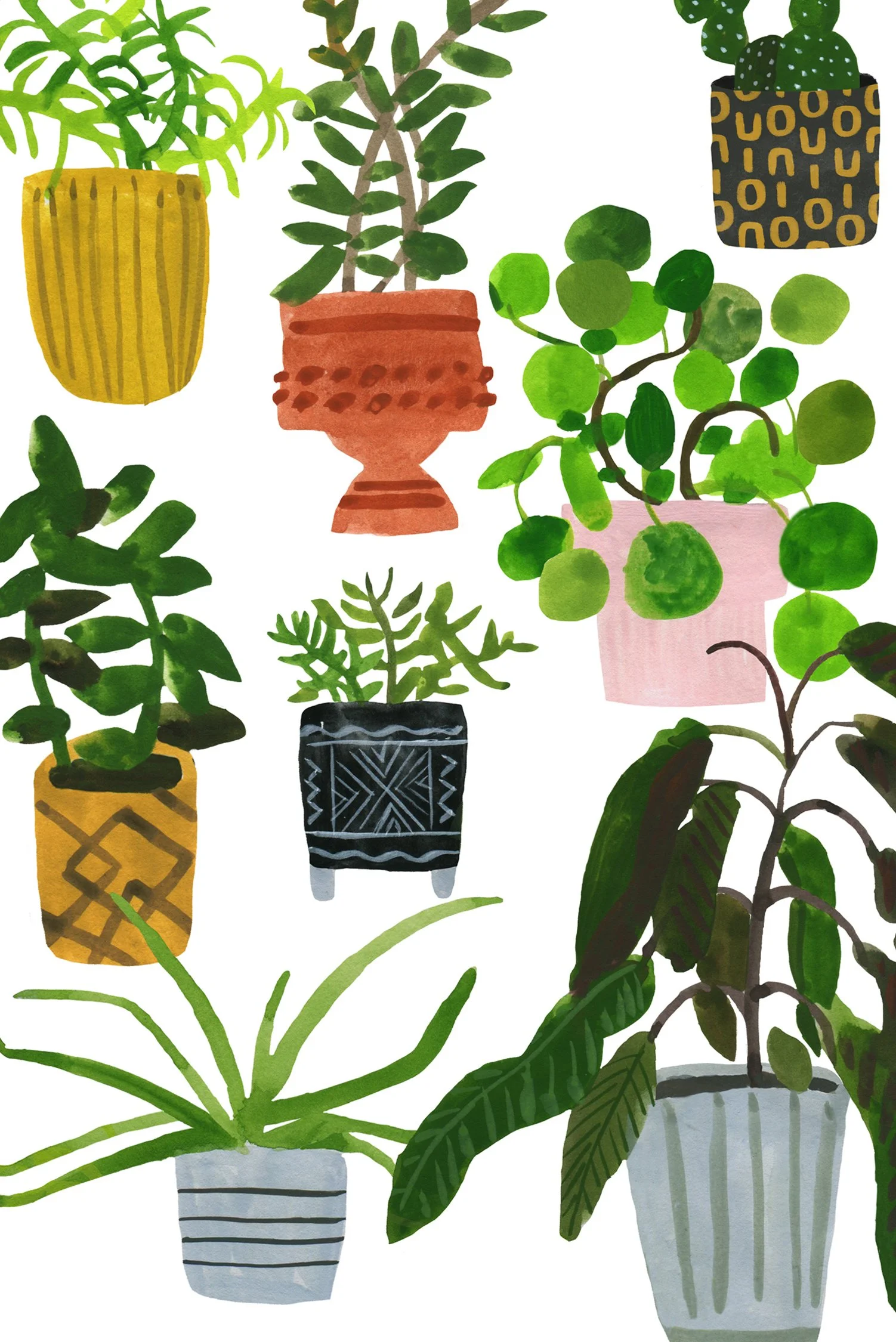 House Plants