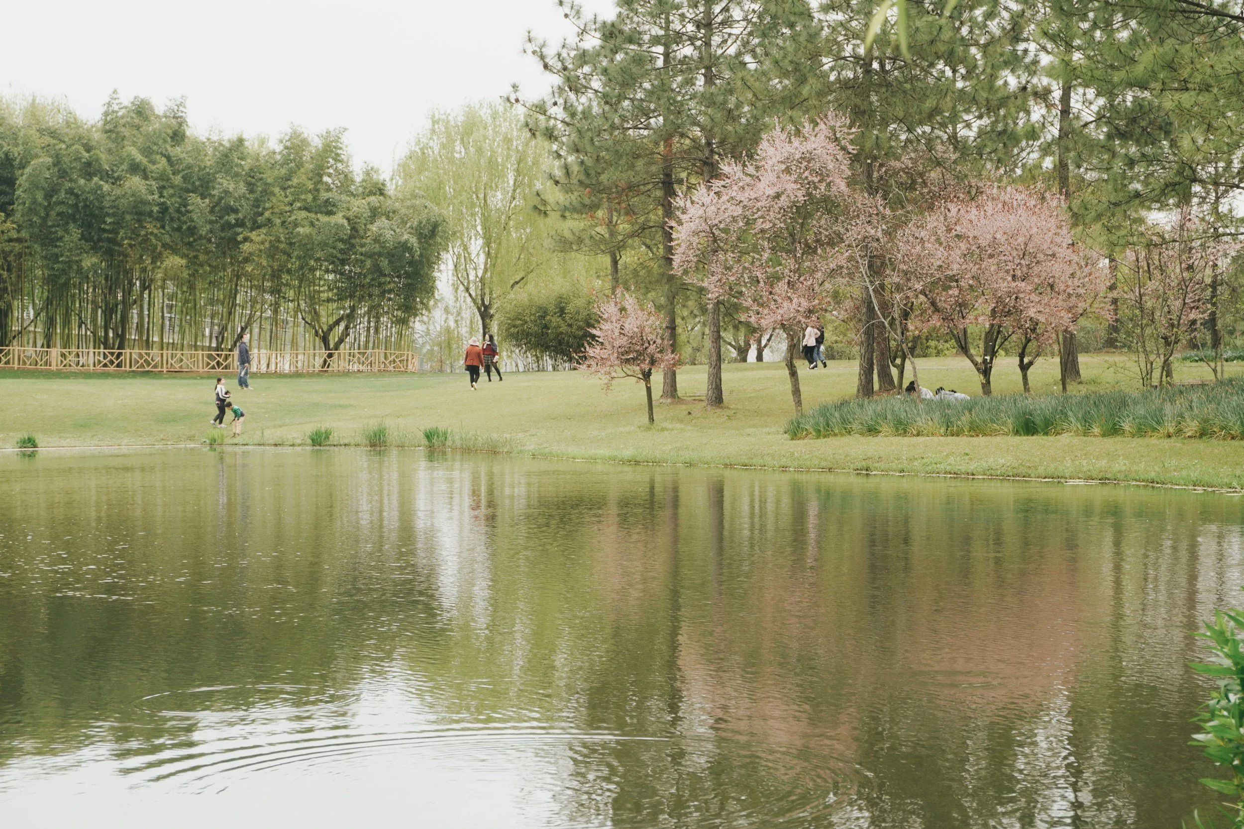 A peaceful park scene with a pond in the foreground, surrounded by green trees and pink flowering trees, with people walking and relaxing.