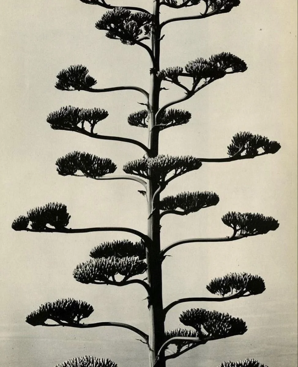 Silhouette of a tall, thin tree with multiple horizontal branches, each topped with clusters of needle-like leaves, resembling a bonsai style or a stylized tree against a plain background.