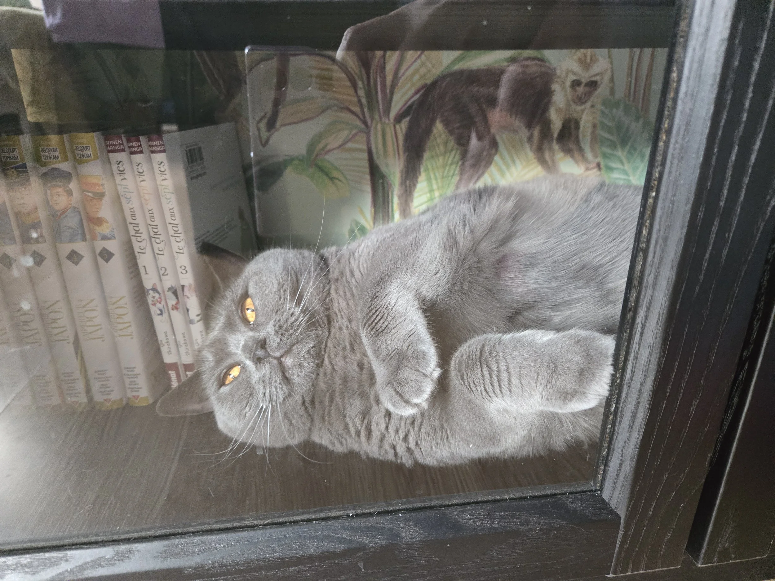 Un chat gris allongé sur une surface sombre, avec une bibliothèque ou étagère derrière lui. Sur l'étagère, il y a des bandes dessinées et un tableau ou poster représentant un oiseau et un singe dans un environnement naturel.