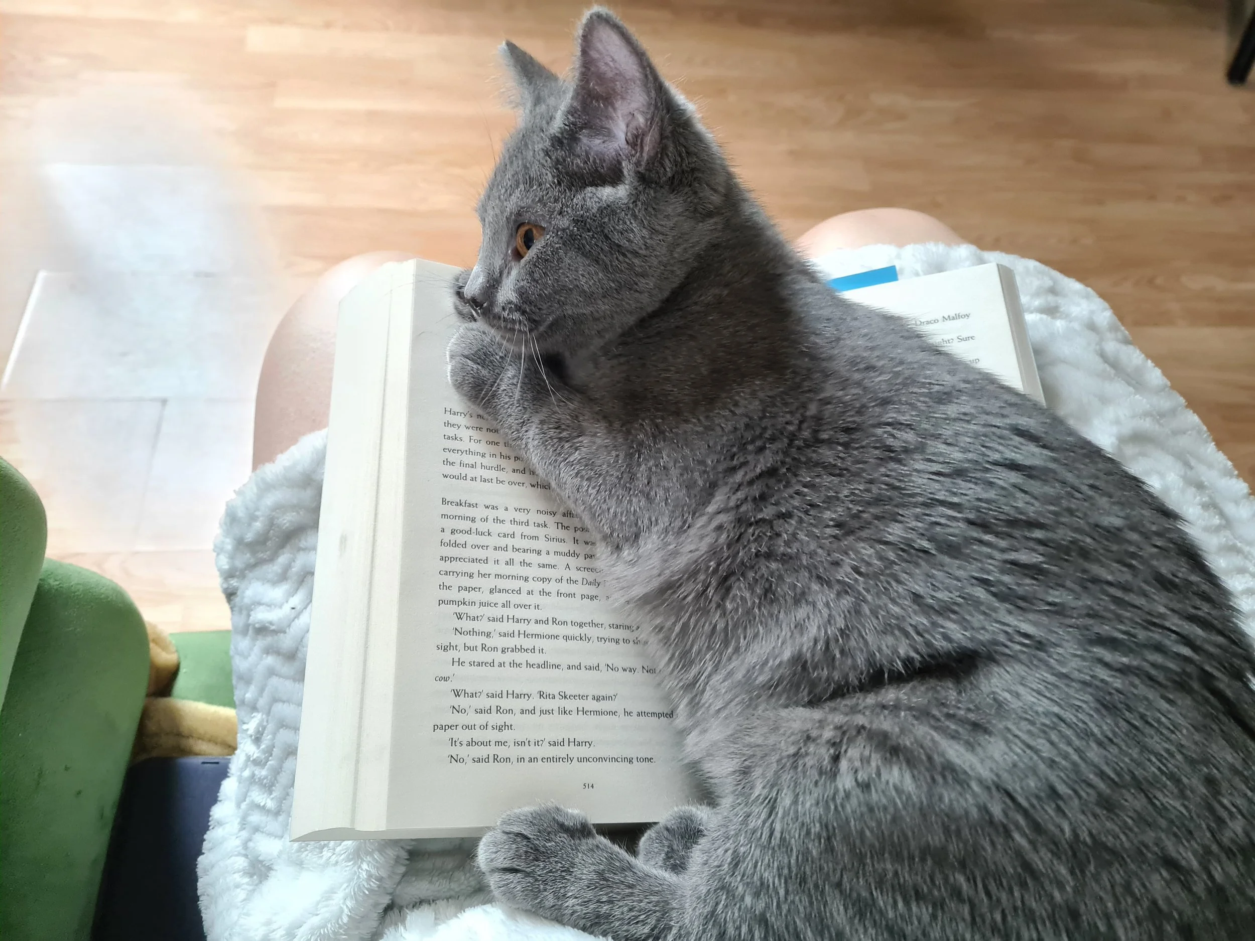 Un chat gris qui lit un livre ouvert sur les genoux de quelqu'un, assis sur une surface blanche et une moquette. Le chat regarde le livre d'un œil concentré.