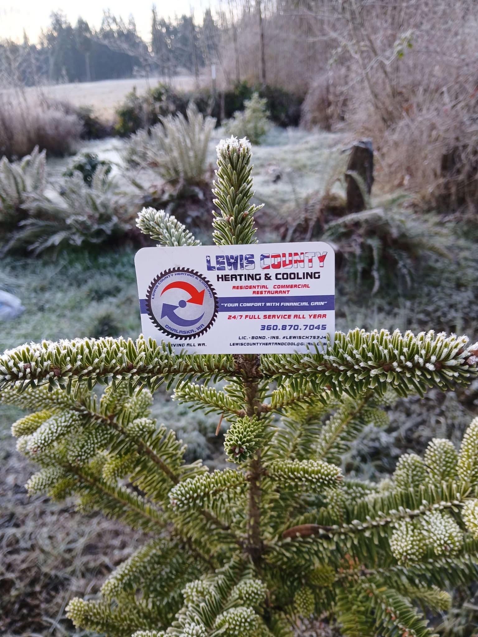 Close-up of a frosted pine tree with a business card attached to one of the branches, outdoors with a frosty landscape in the background.