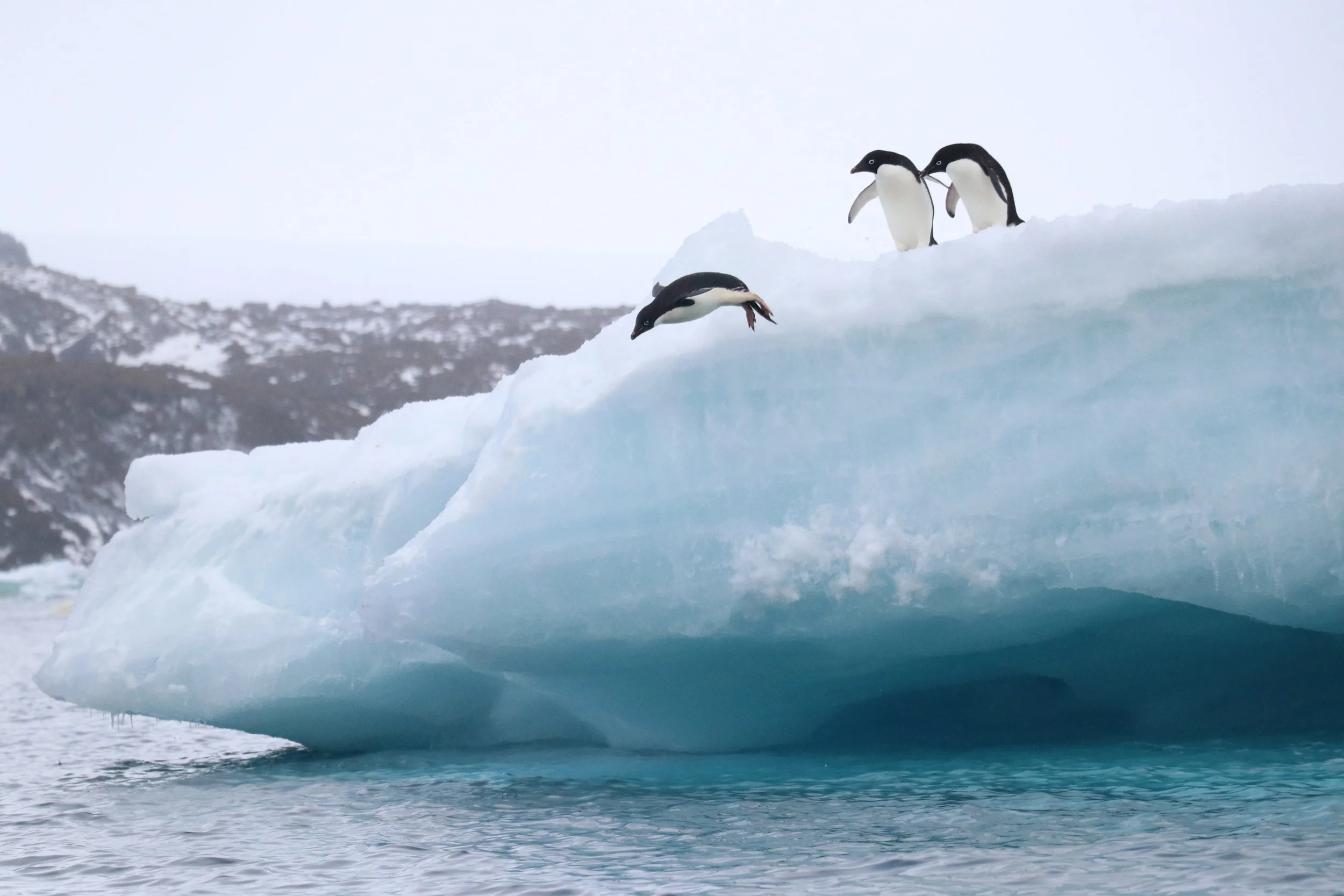 An Adelie Penguin jumps off a floating glacier in Antarctica.