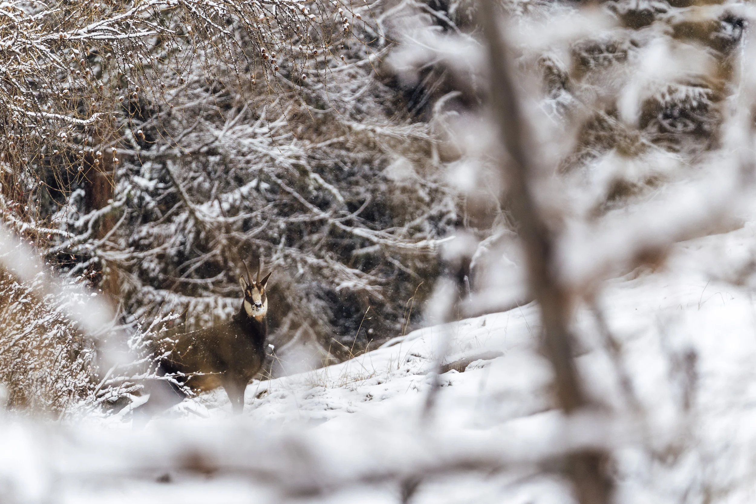 20201221_suissepaysage_078.jpg