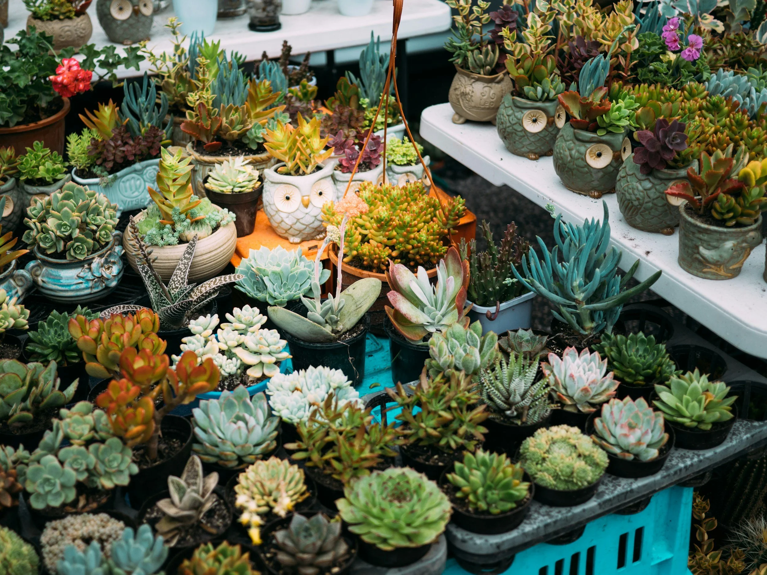 Various potted succulents and cacti on display at a plant shop.