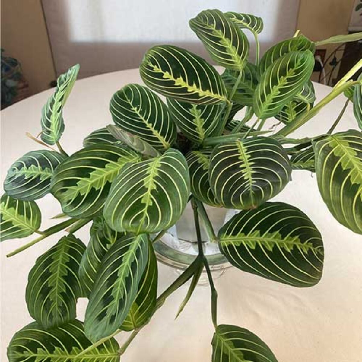 Prayer-Plant-1200x1200.jpg