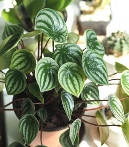 watermelon-peperomia-plant-peperomia-houseplant-shutterstock-com_15964.jpg.webp